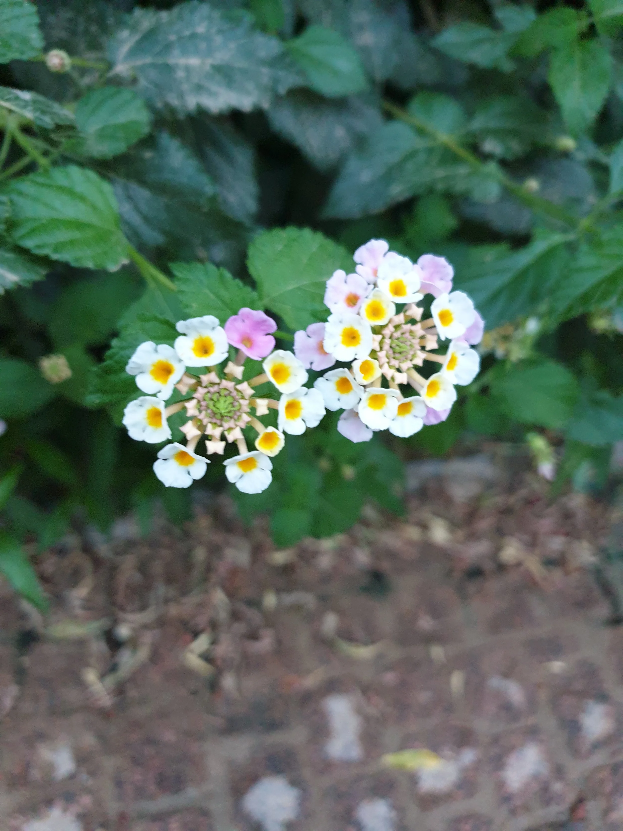 35A15619-C5BD-433A-B4D8-B1A8EAD0A9DE.jpeg