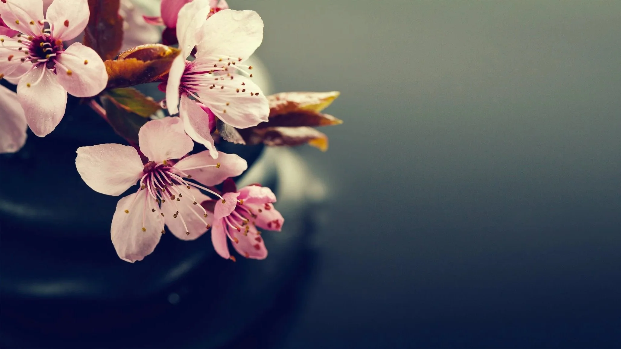 Nahaufnahme von pinken Kirschblüten in einer Vase, zertifizierte Yogaausbildung Hannover Niedersachsen