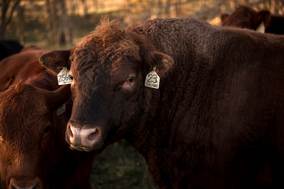 Red Angus Cattle — Bluegrass Beef