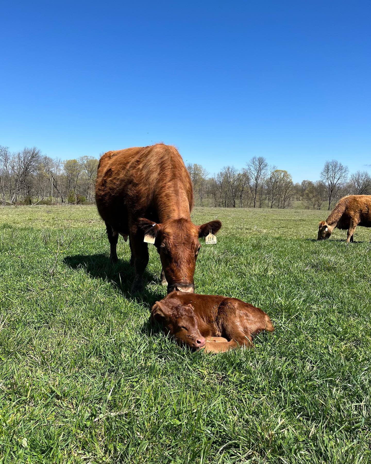 I&rsquo;ve found that I consistently underestimate how busy we are in the spring, Every. Dang. Year. 😂
But I love it!
Here&rsquo;s a photo dump of how spring calving is going so far.
35 on the ground&hellip;a whole bunch more to go 🤪😅.
#bluegrassb