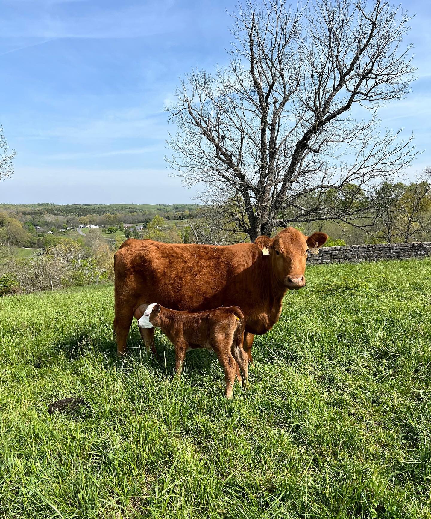 May is #nationalbeefmonth and we are here for it!
If you know me, you know I love a good &ldquo;fun fact&rdquo;, so for the month of May I&rsquo;ll be sprinkling in some beef (and cattle) fun facts into my posts.
First is for my fellow Kentuckians - 