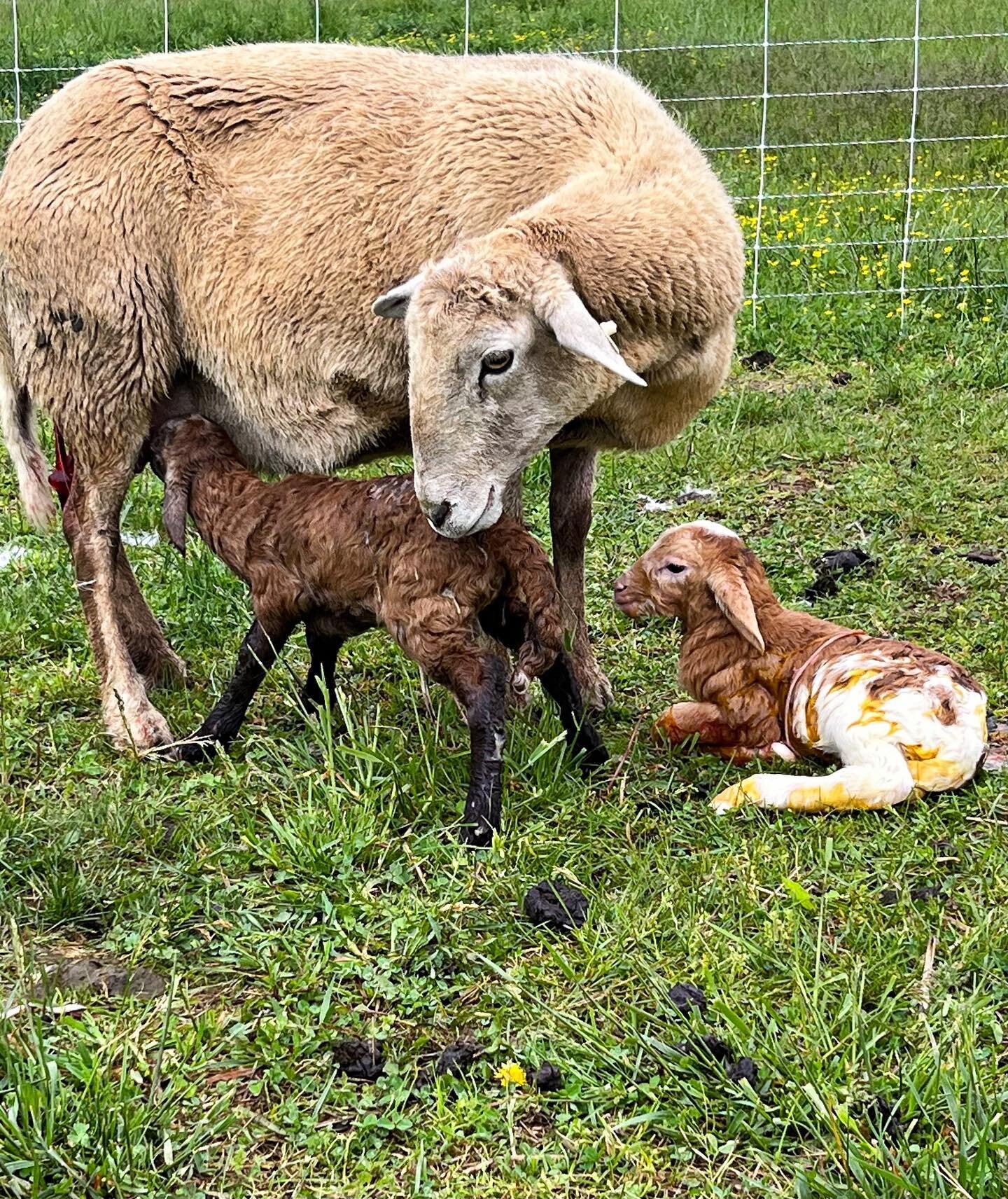 It&rsquo;s full throttle with lambing season here, and Mocha had the most precious set of twins yesterday. Ruby caught most of it on camera! Watch our stories to see the birth, and to find out if they are boys or girls 😉.
#bluegrassbeef #lambs #lamb