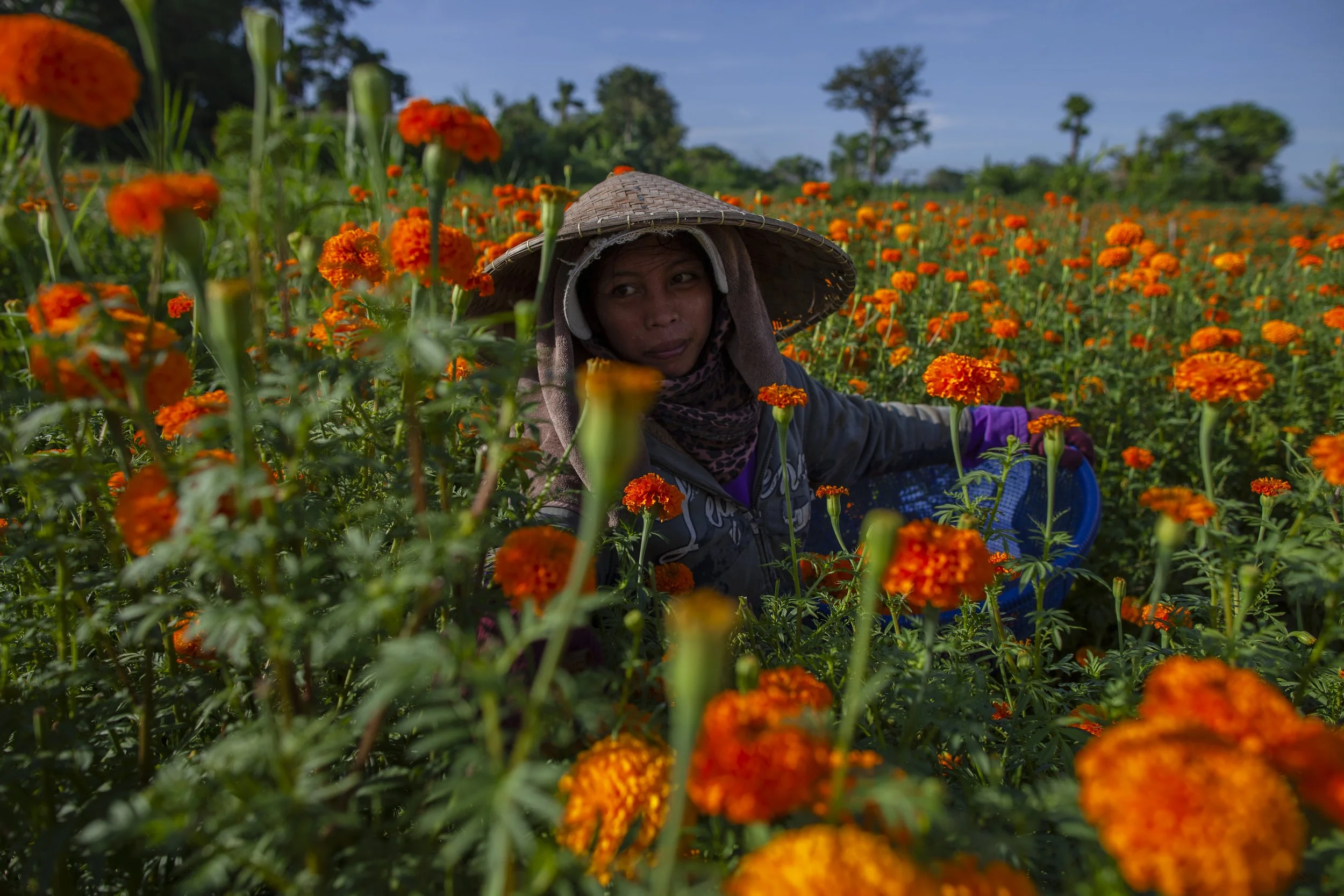 woman working, picking marigolds for offerings, Bali, Indonesia