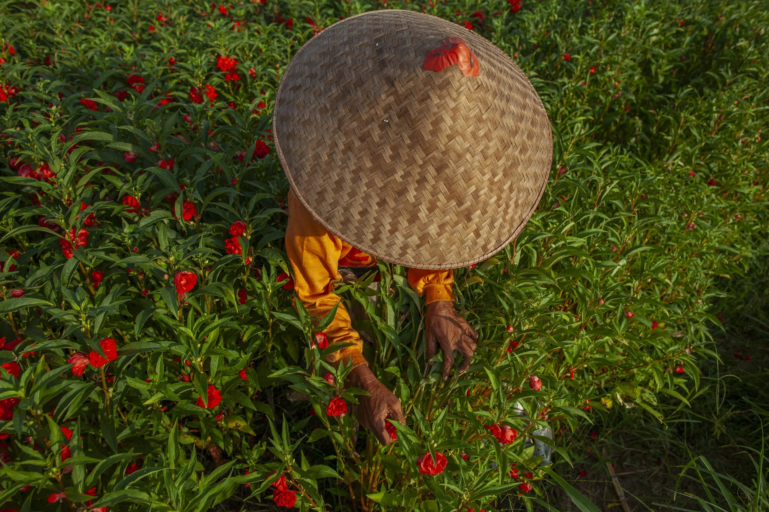 woman wearing conical hat picking flowers for offerings, Bali, Indonesia