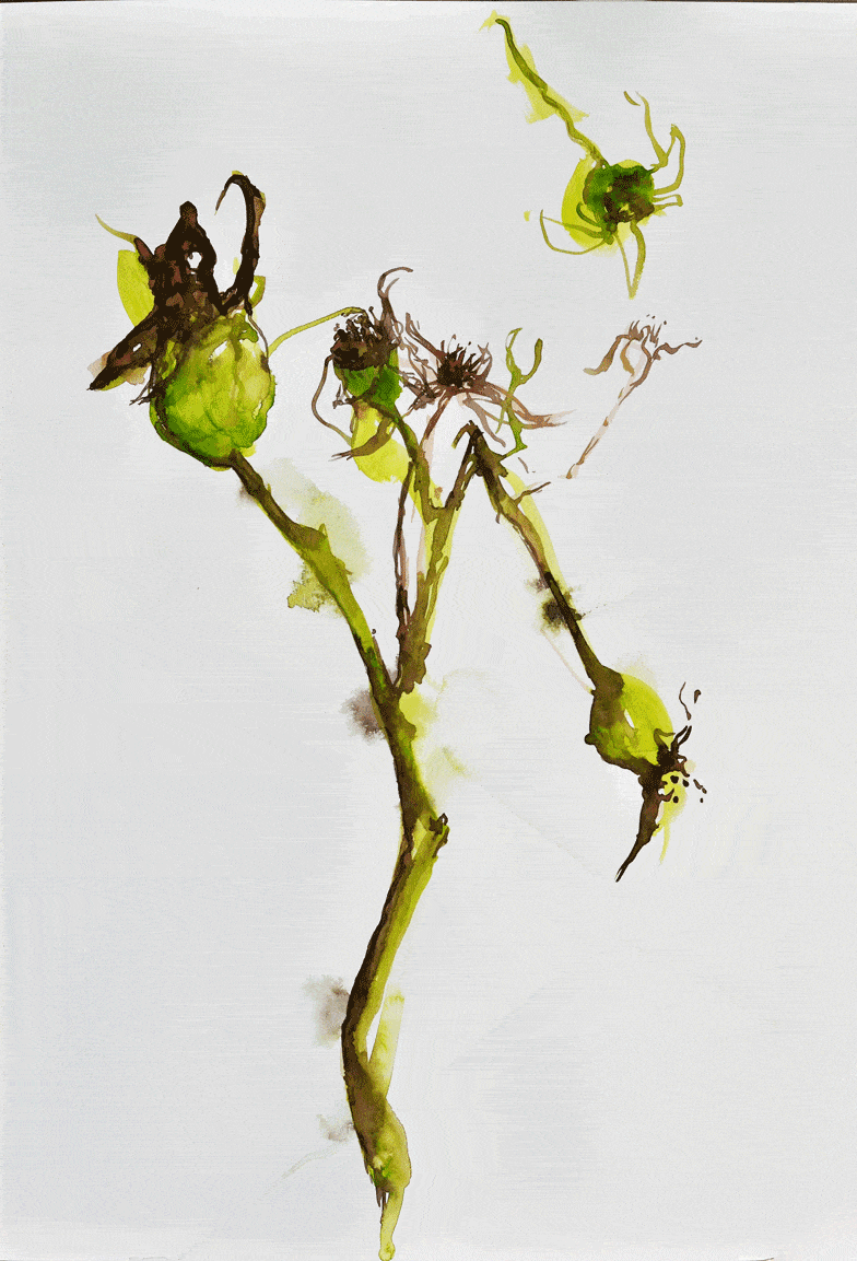 Frucht der Rose 2, Aquarell, 50 x 70cm