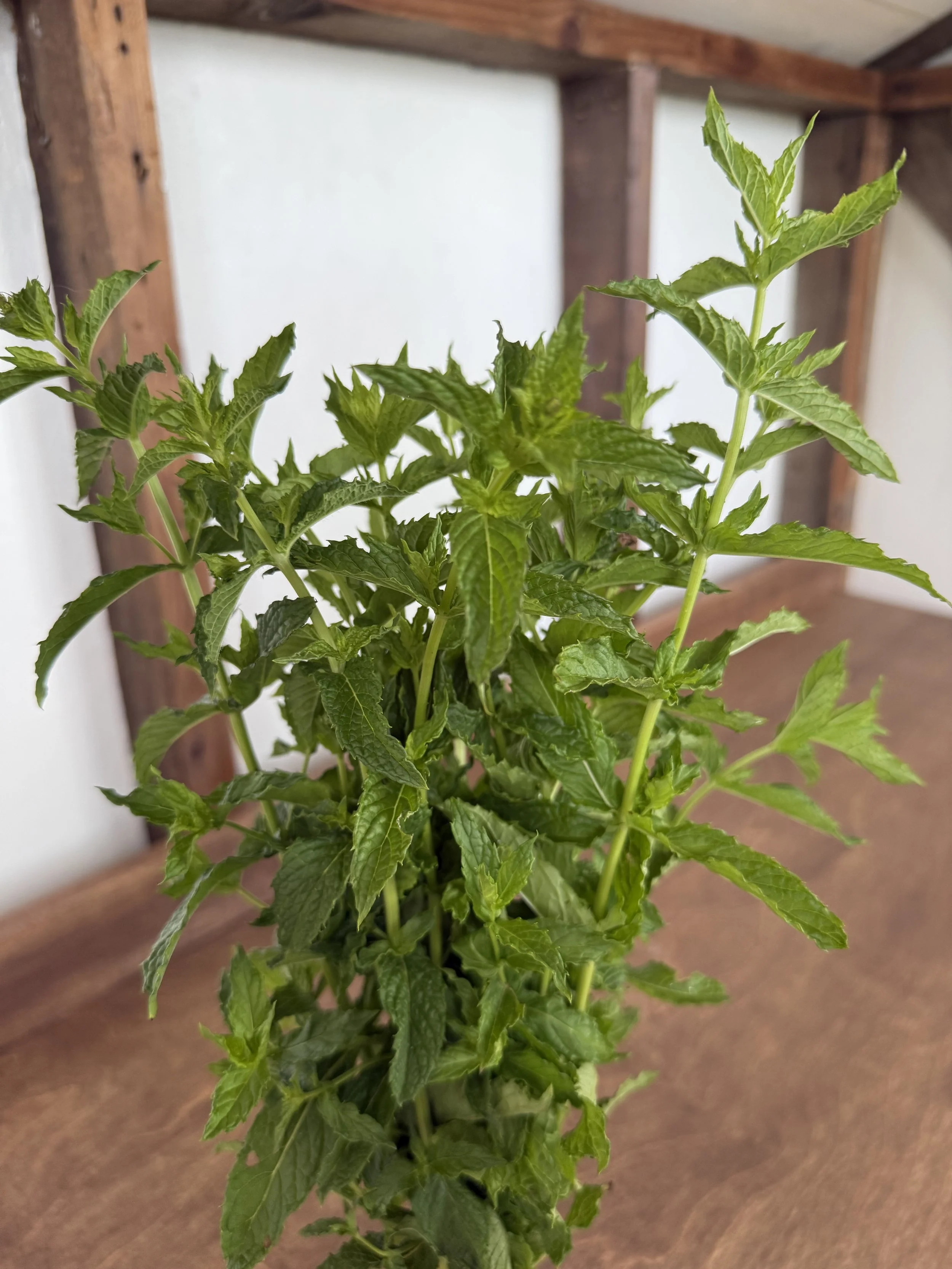 Mint Bunch