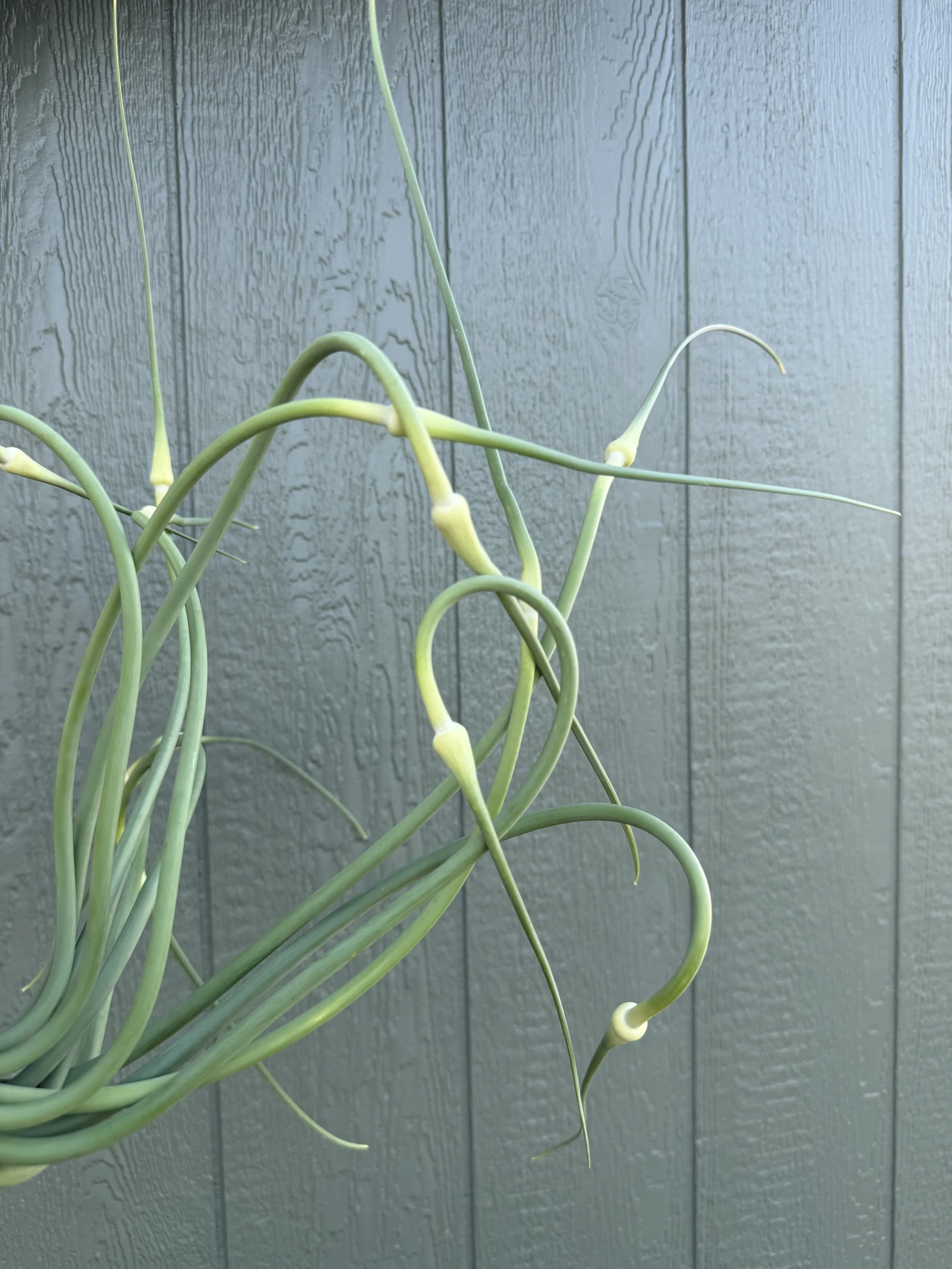 Garlic Scape Bunch