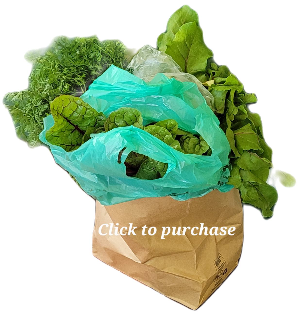 processed_cfa87c694f384fd49acdfad31b03cc33.jpeg