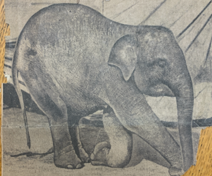 History of the Elephant Barn, the New Deal WPA Sculpture, and the 415 Society