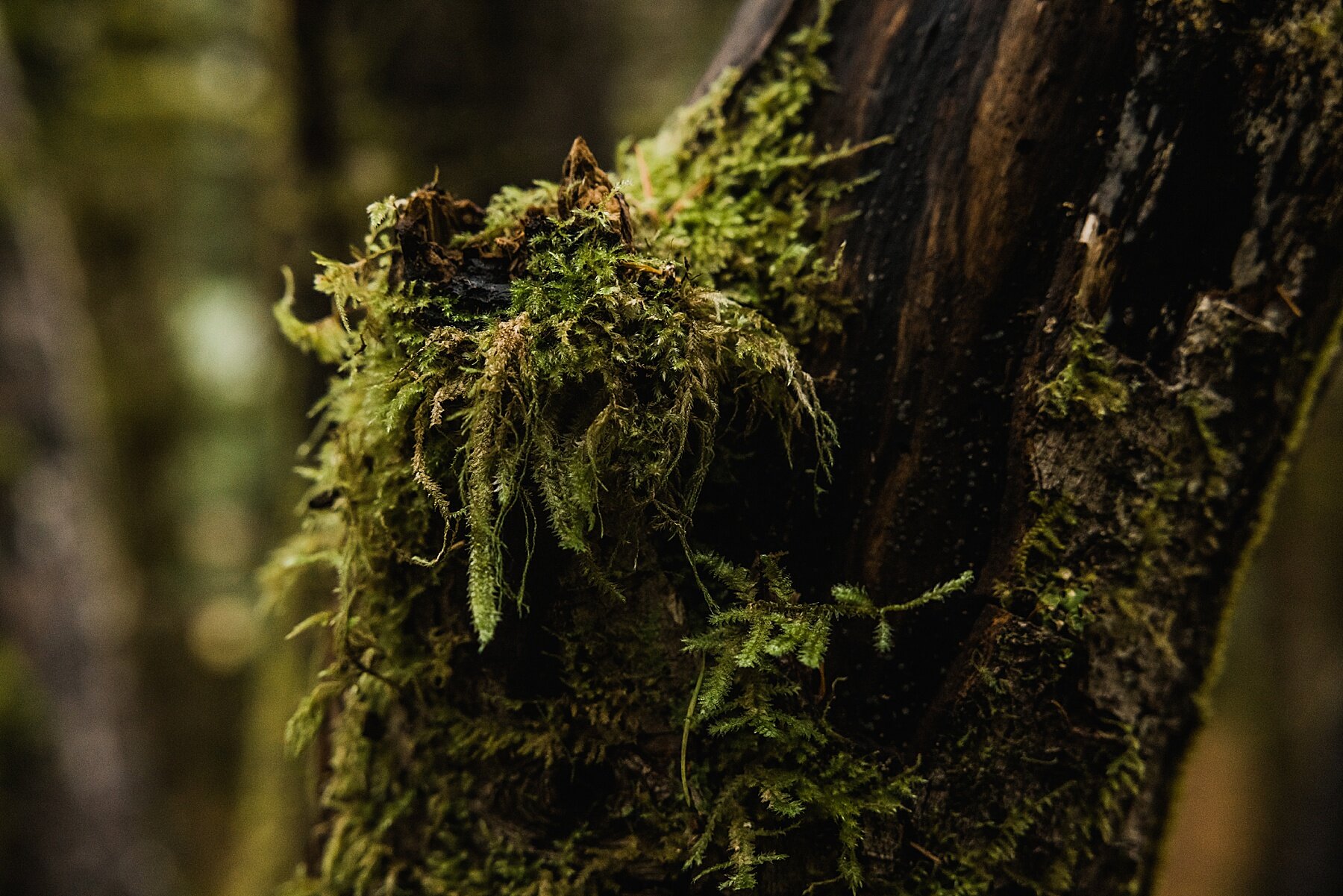 Olympic National Park Elopement | Washington Elopement Photographer | Vow of the Wild