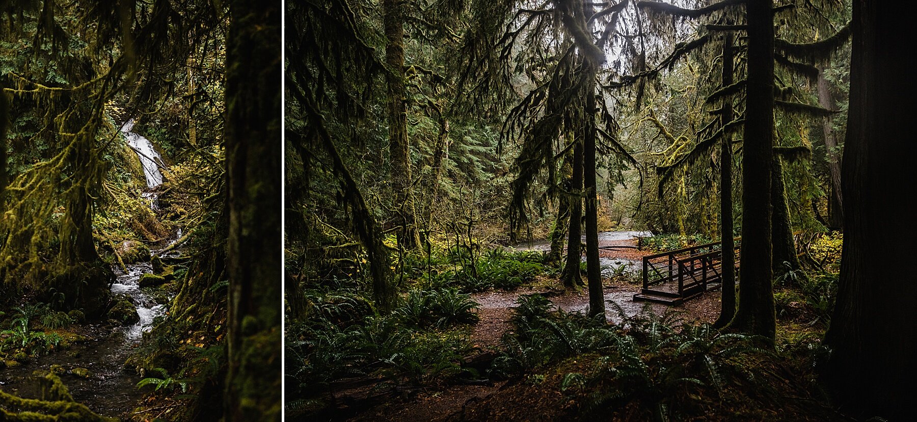 Olympic National Park Elopement | Washington Elopement Photographer | Vow of the Wild