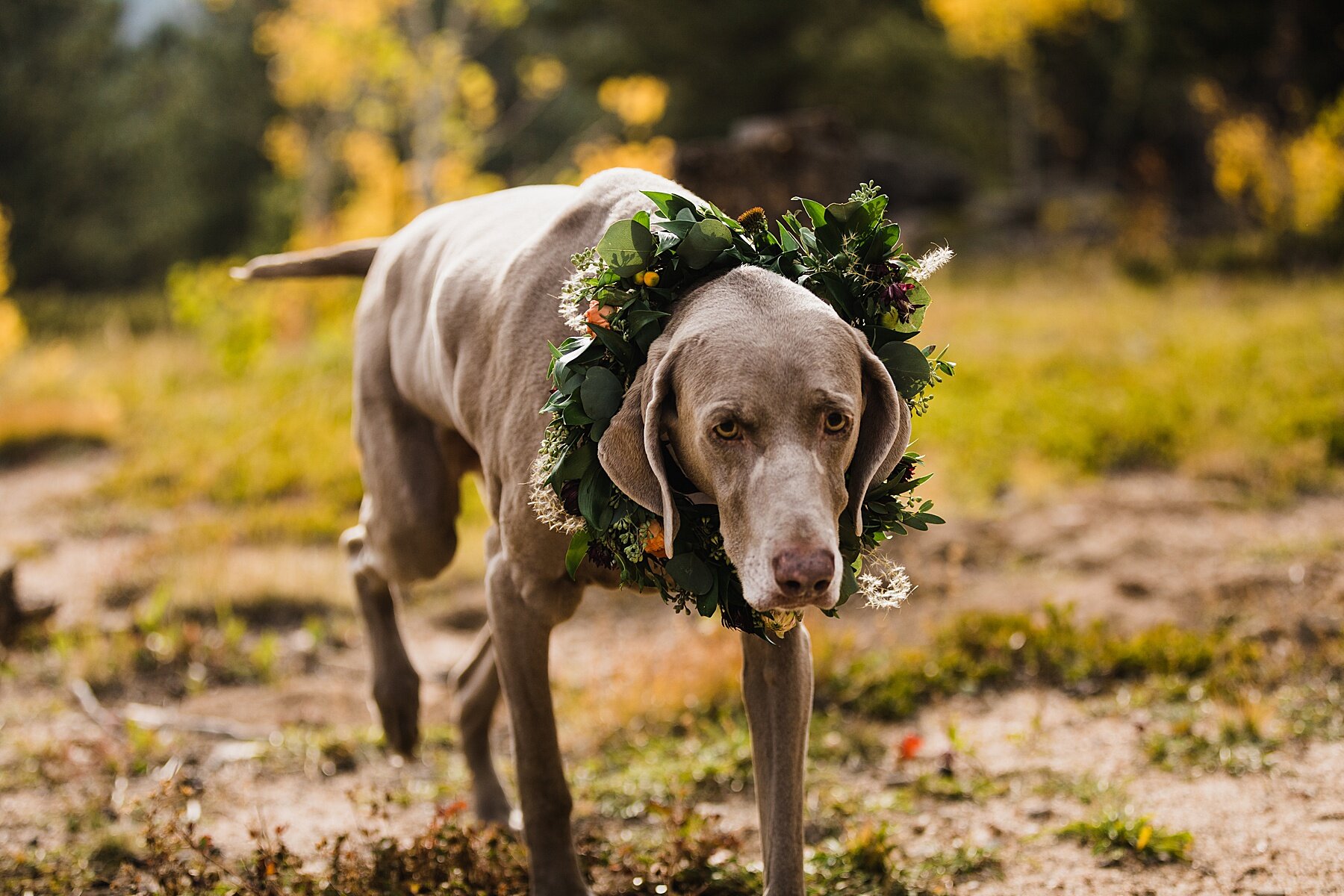 Fall Colorado Elopement | Dog-Friendly Elopement | Vow of the Wild