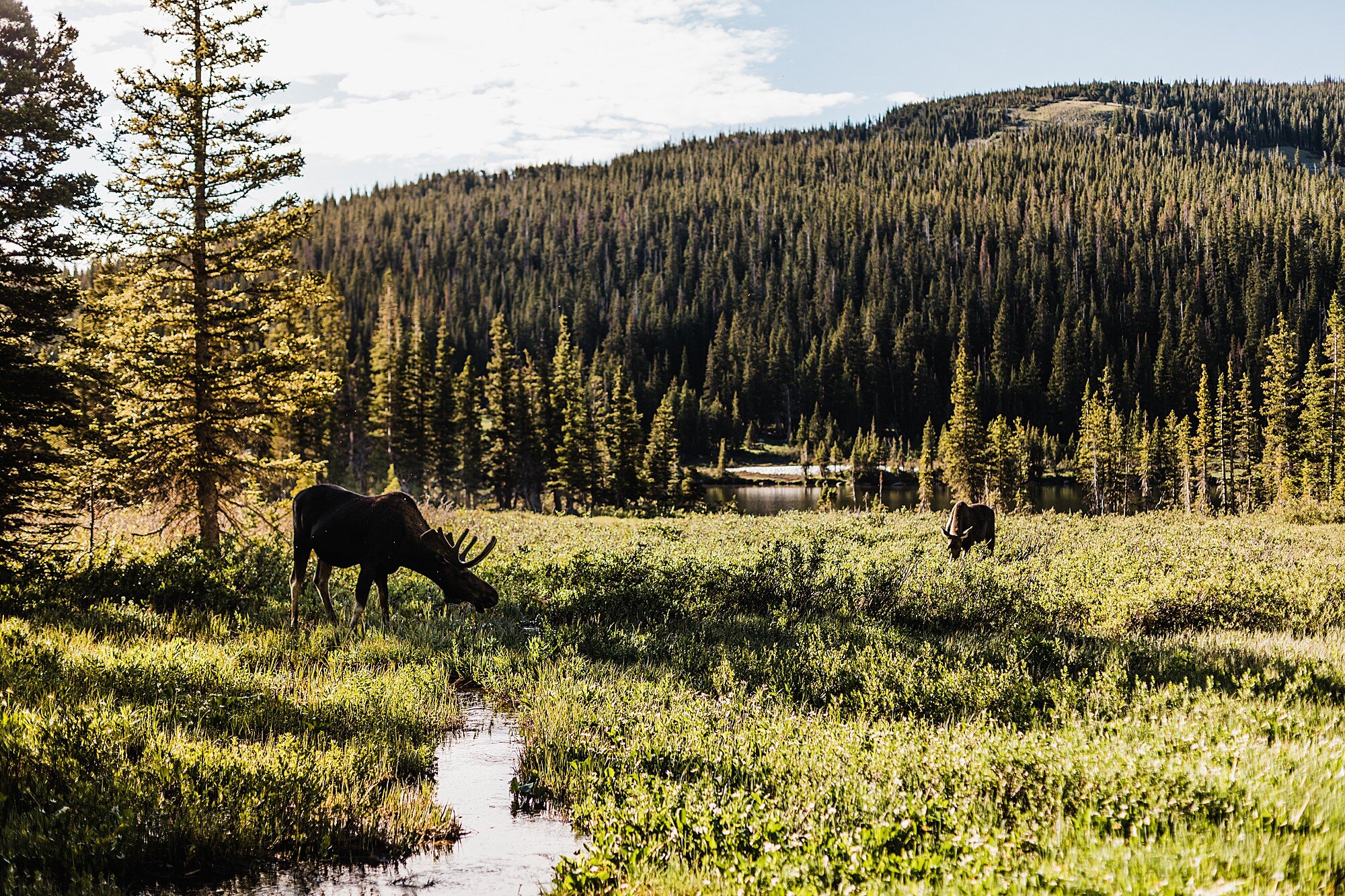 Colorado Elopement | Vow of the Wild