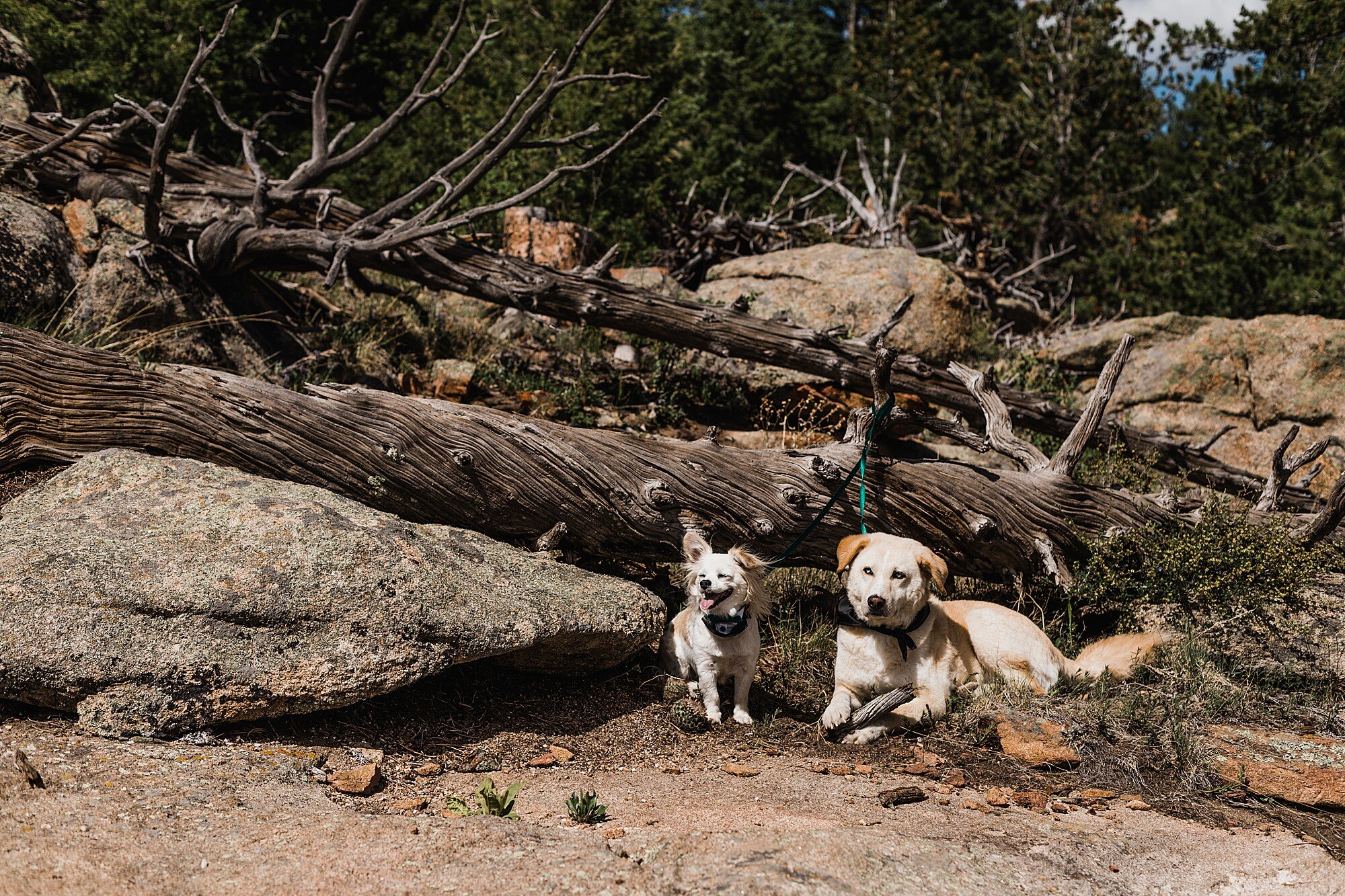 Rocky Mountain National Park Elopement | Colorado Elopement Photographer | Vow of the Wild