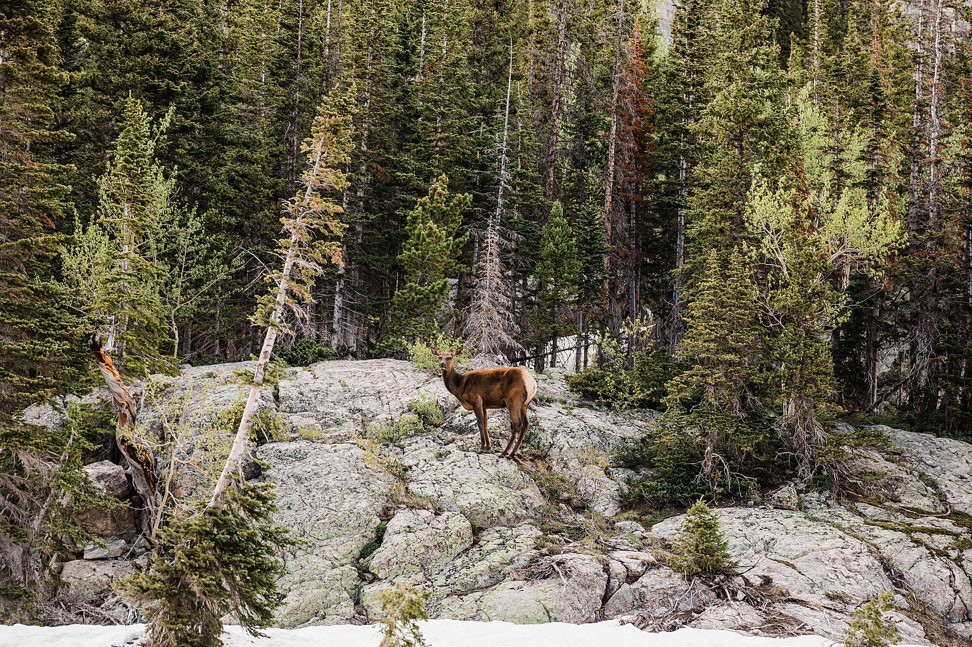 Rocky Mountain National Park Elopement | Colorado Elopement Photographer | Vow of the Wild