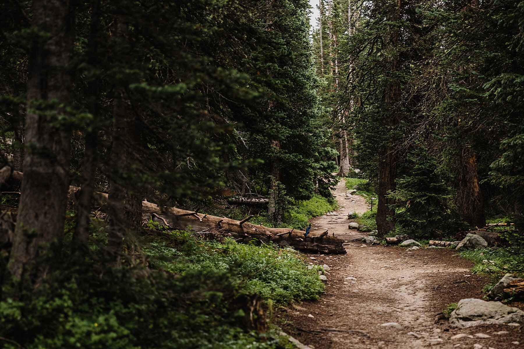 Sunrise Alpine Lake Elopement in the Mountains of Colorado | Vow