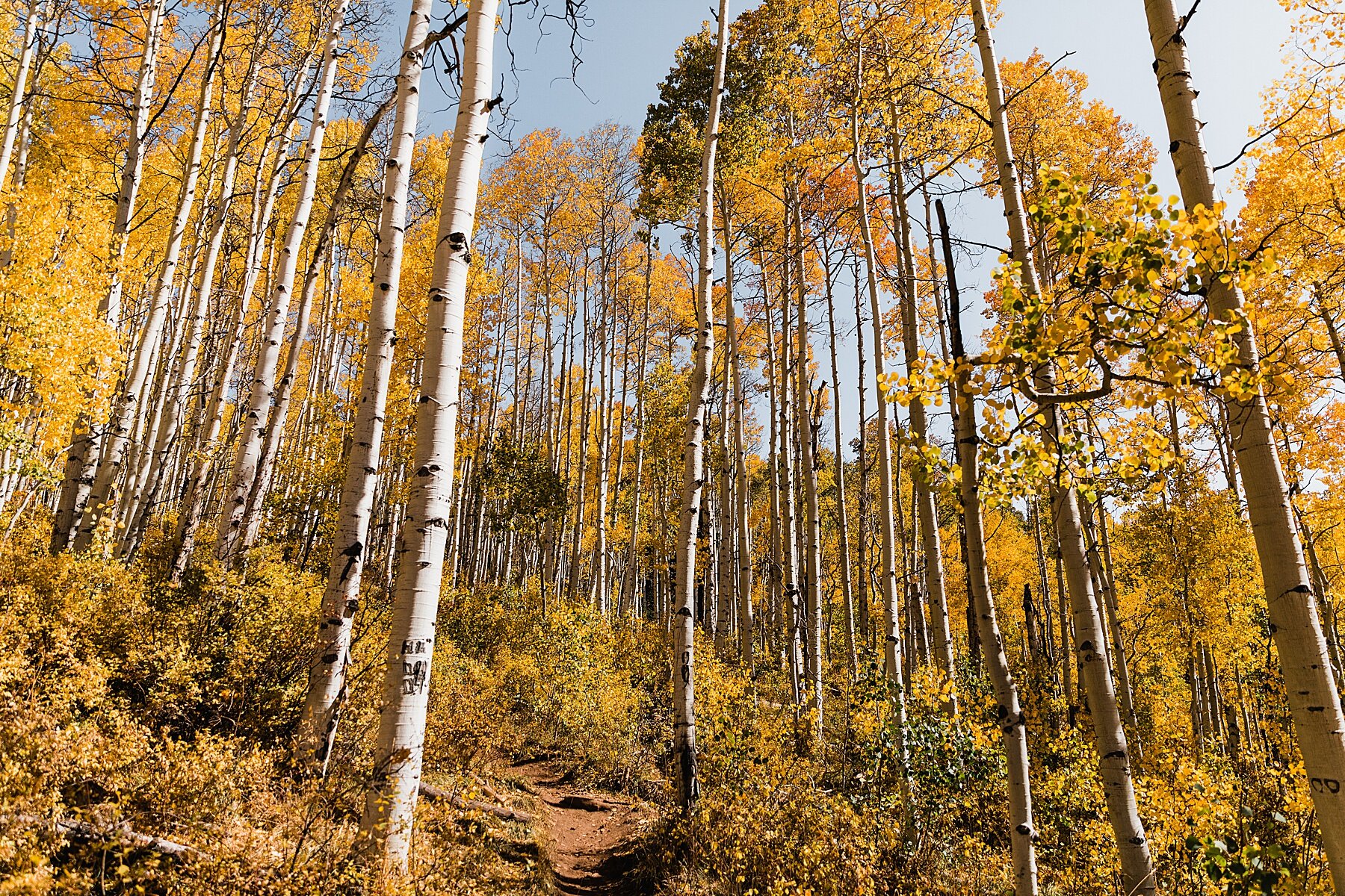 Fall Colors Mountaintop Hiking Elopement | Colorado Elopement Ph