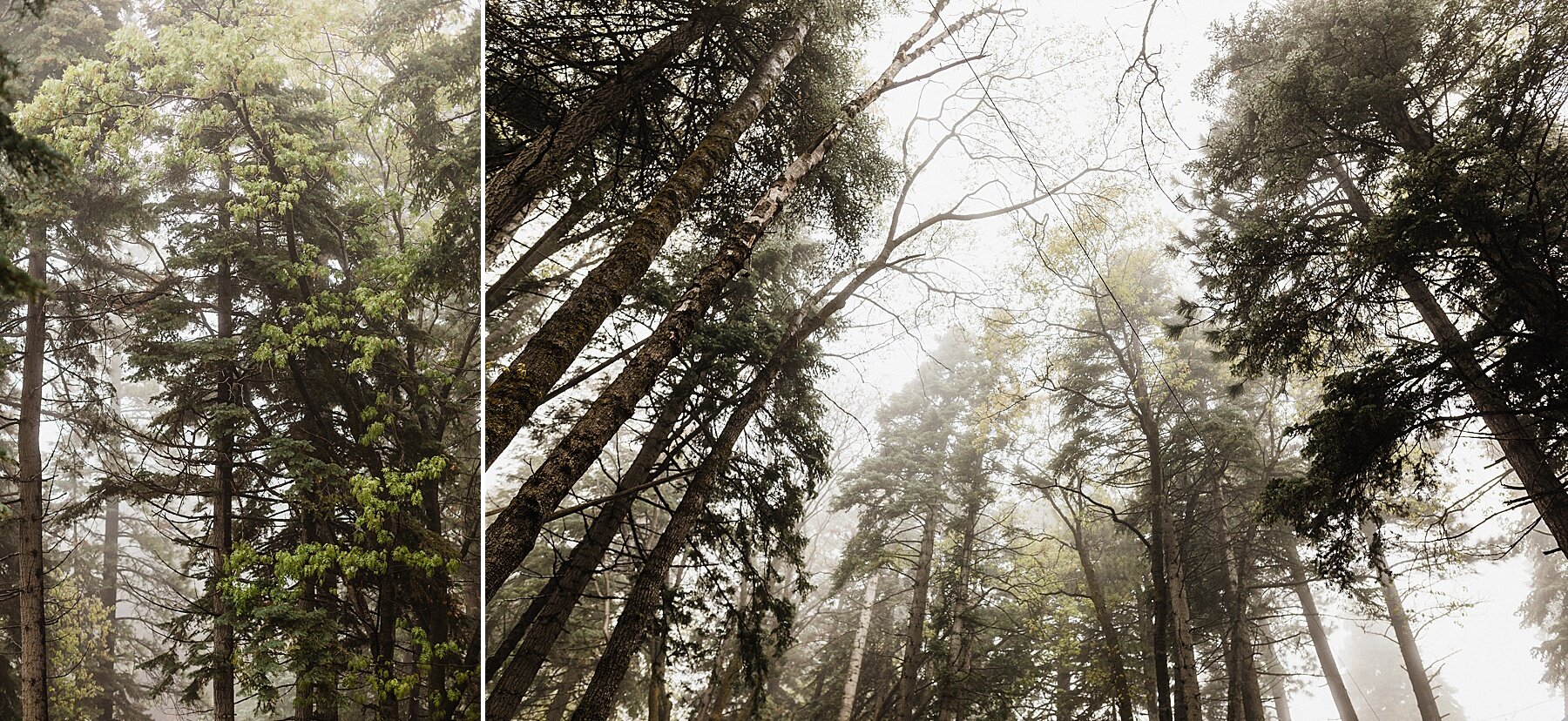 California Forest Elopement | Vow of the Wild