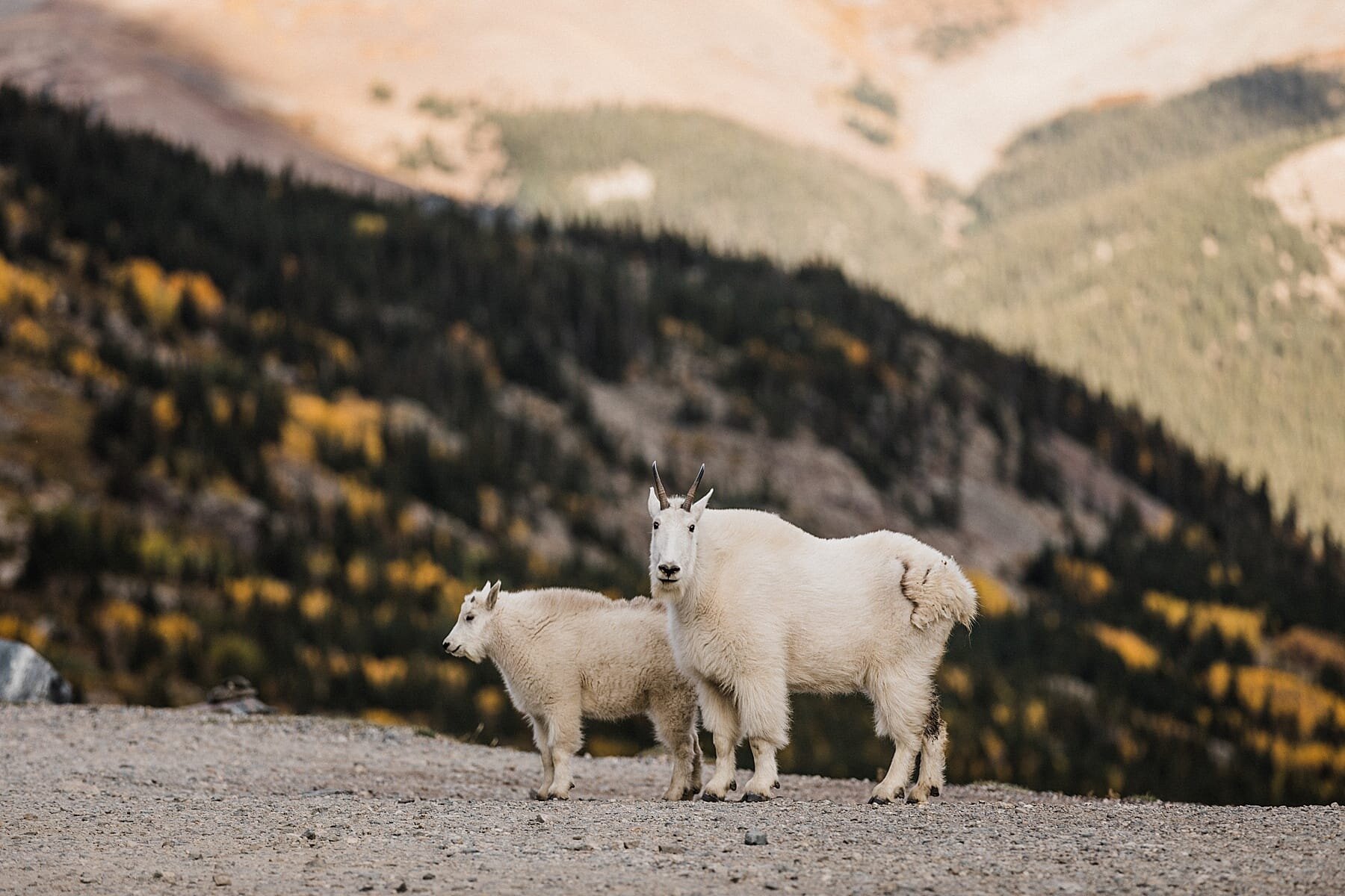 Colorado Mountain Elopement in the Fall | Vow of the Wild