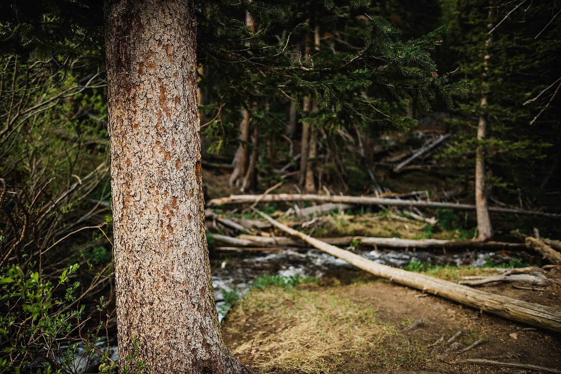 Rocky Mountain National Park Elopement at 3M Curve | Vow of the 