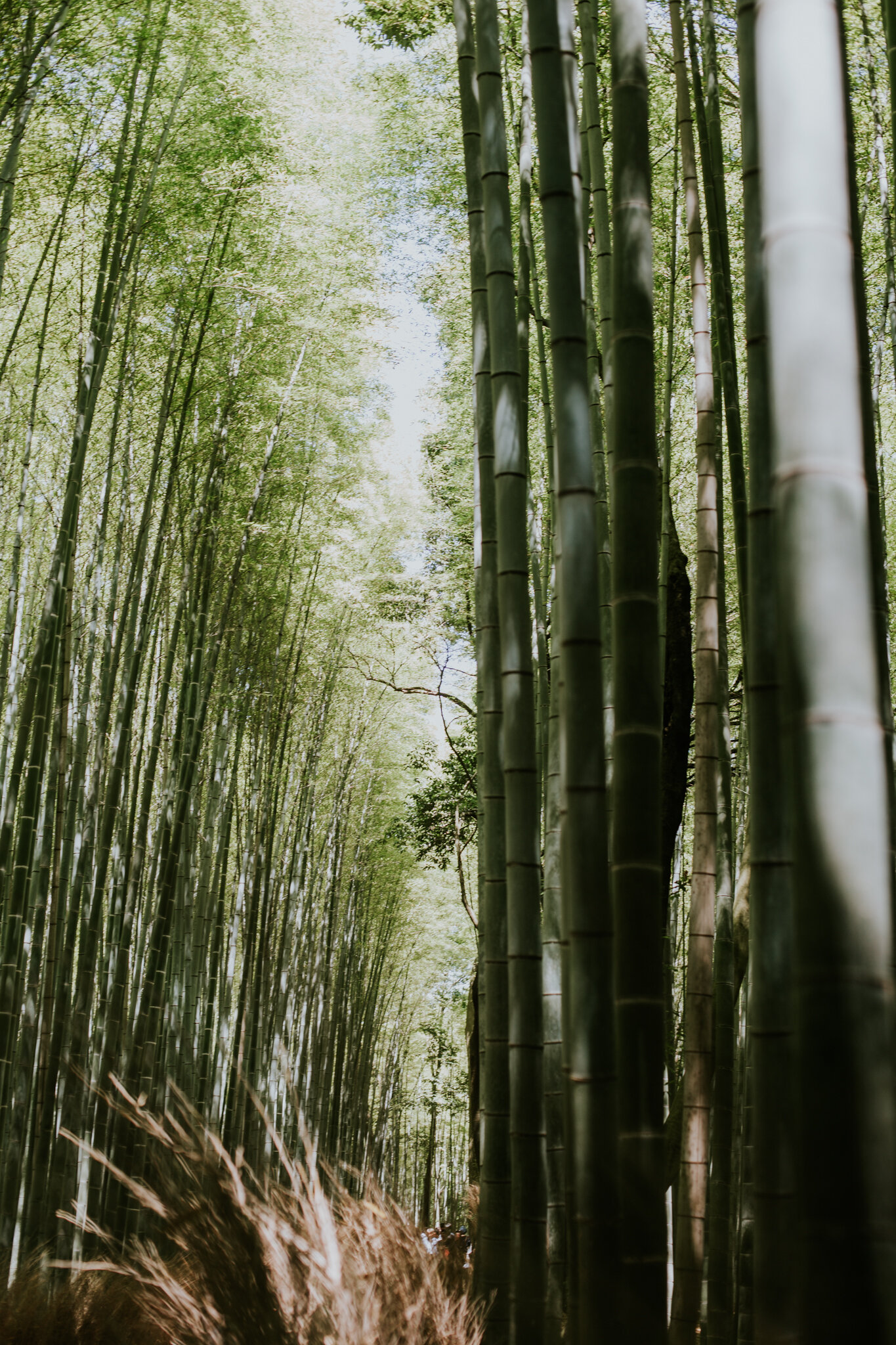 Japan-Destination-Elopement-Photographer-95.jpg