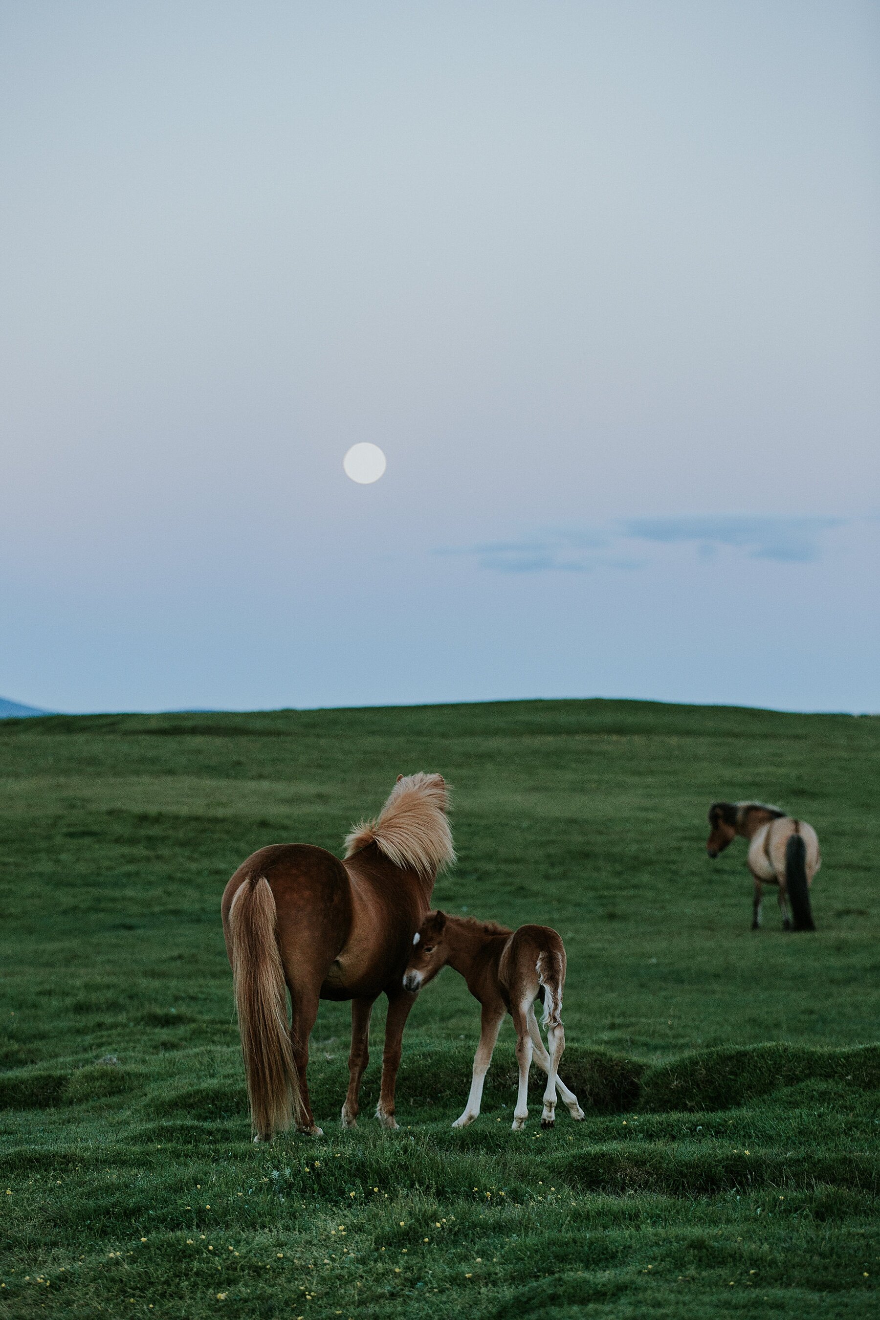 Iceland Elopement | Vow of the Wild