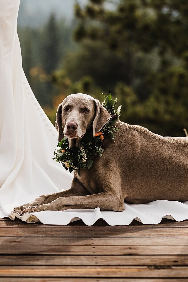 Fall Colorado Elopement | Dog-Friendly Elopement | Vow of the Wild