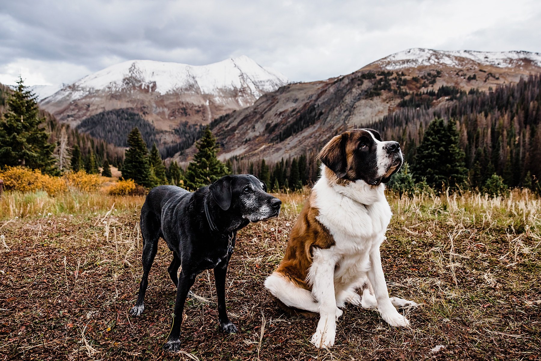 Ouray Colorado Jeep Elopement