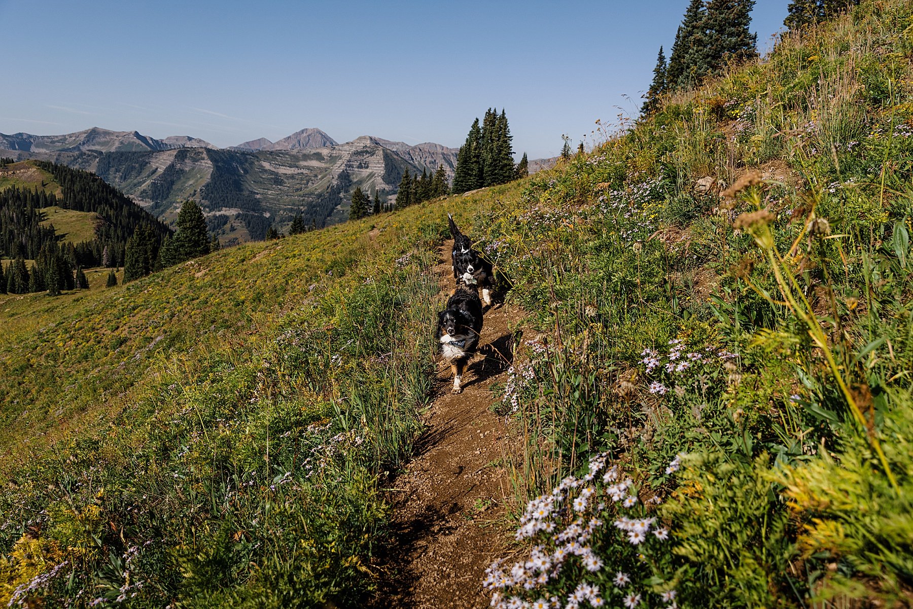 Summer-Crested-Butte-Elopement_0037.jpg