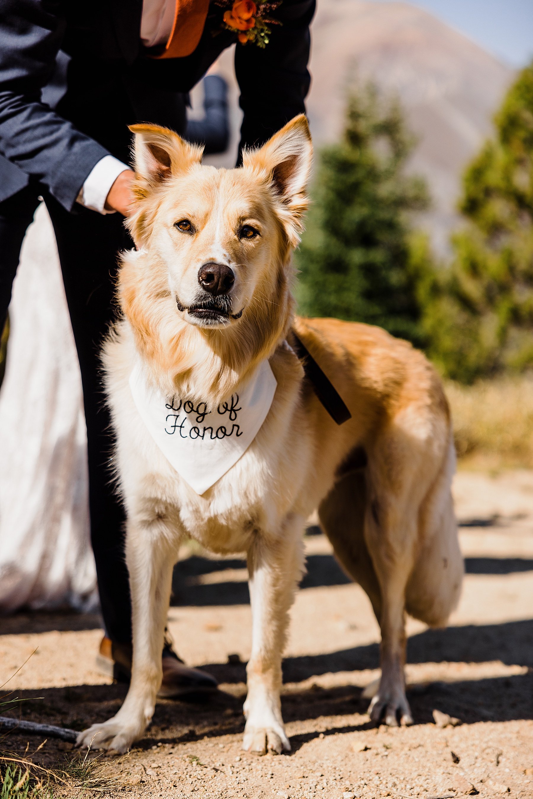 Elopement-with-a-Dog-in-Colorado_0035.jpg
