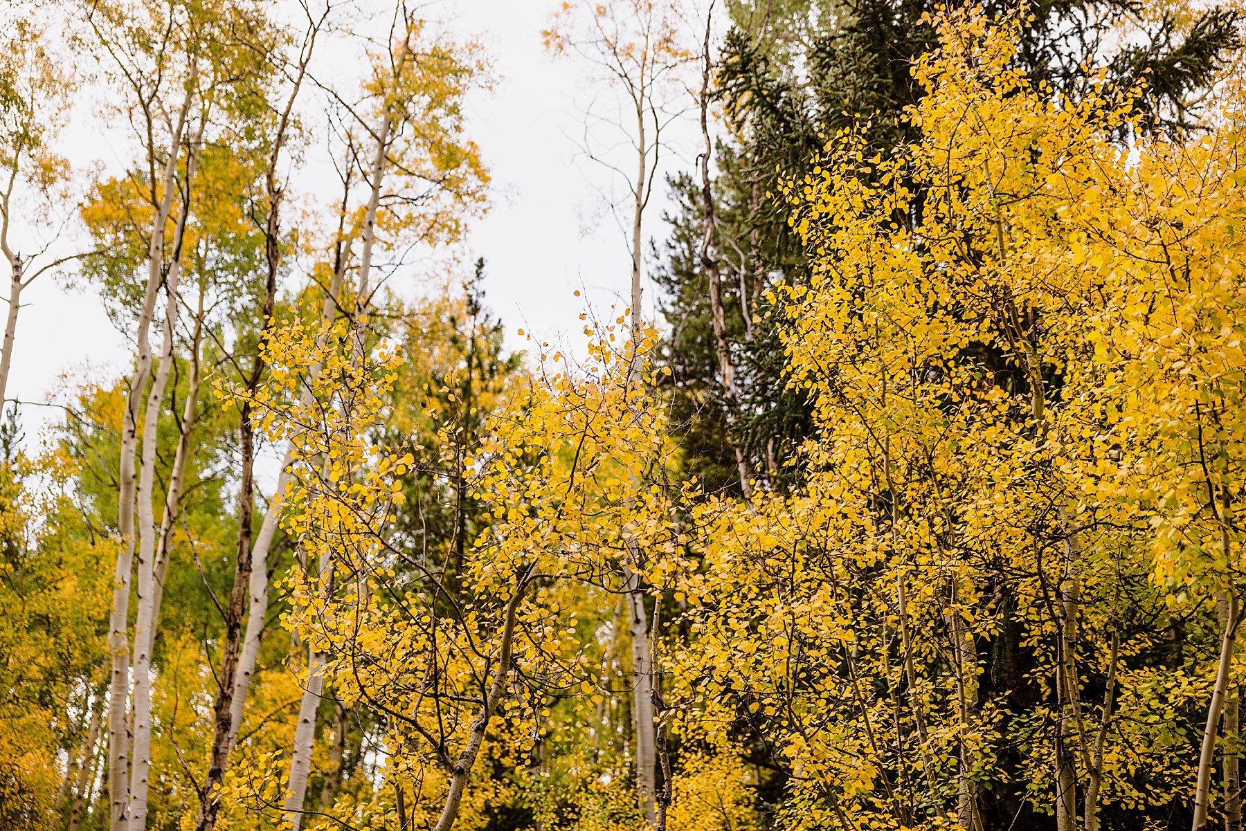 Fall Elopement at Sapphire Point Overlook in Breckenridge, Colorado