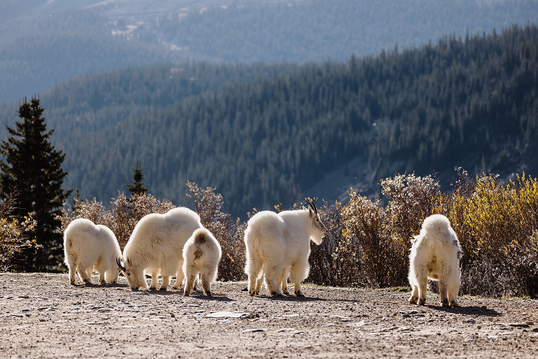 Sapphire-Point-Elopement-Breckenridge-Colorado_0022.jpg