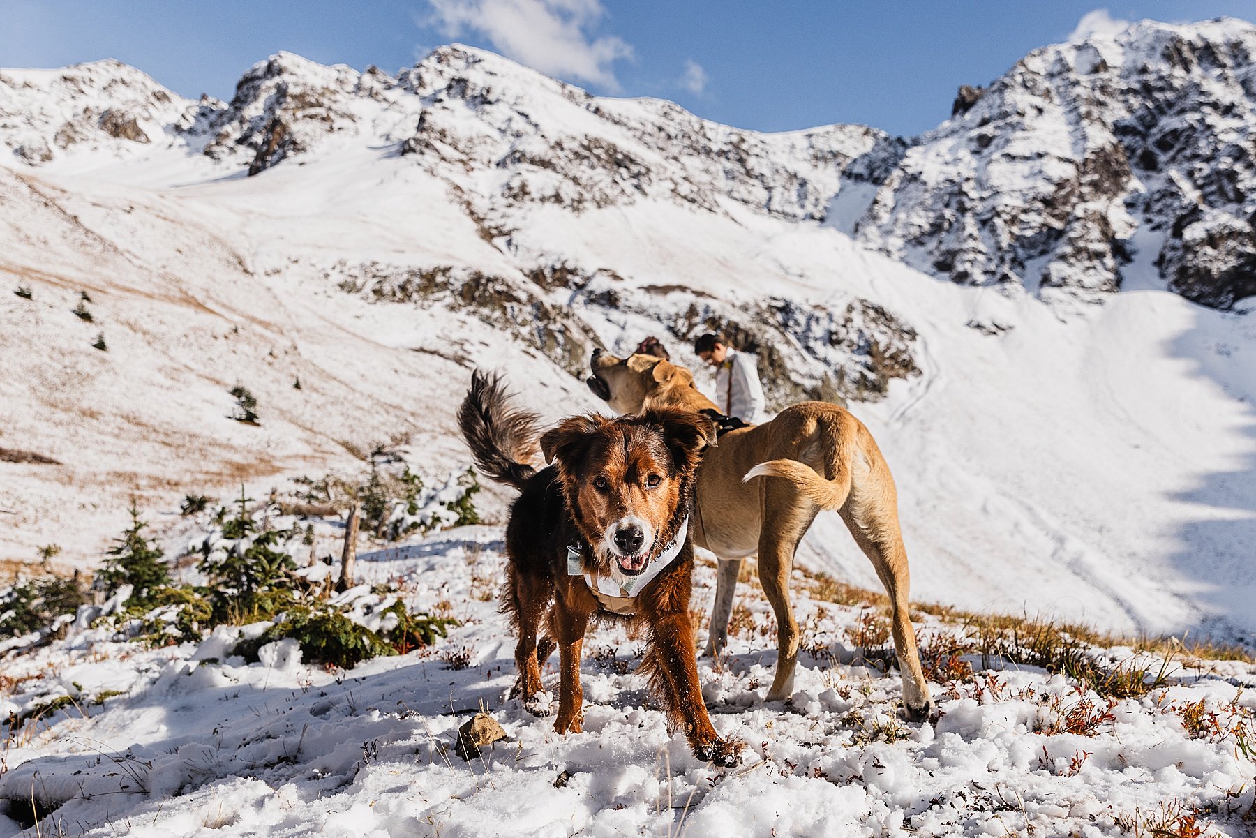 Fall-Ouray-Elopement-in-Colorado-with-Dogs_111.jpg