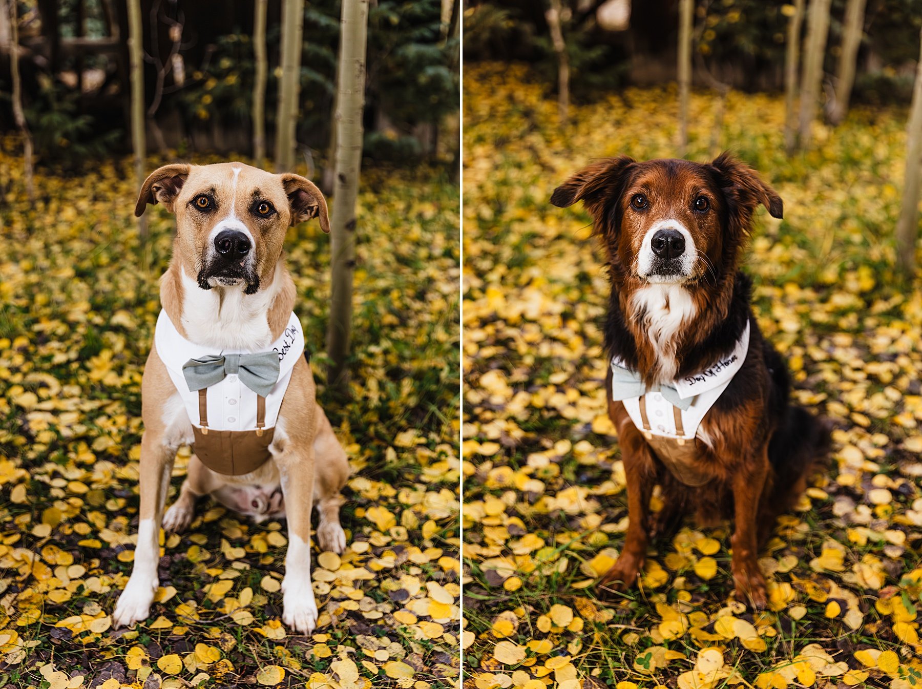 Fall-Ouray-Elopement-in-Colorado-with-Dogs_135.jpg