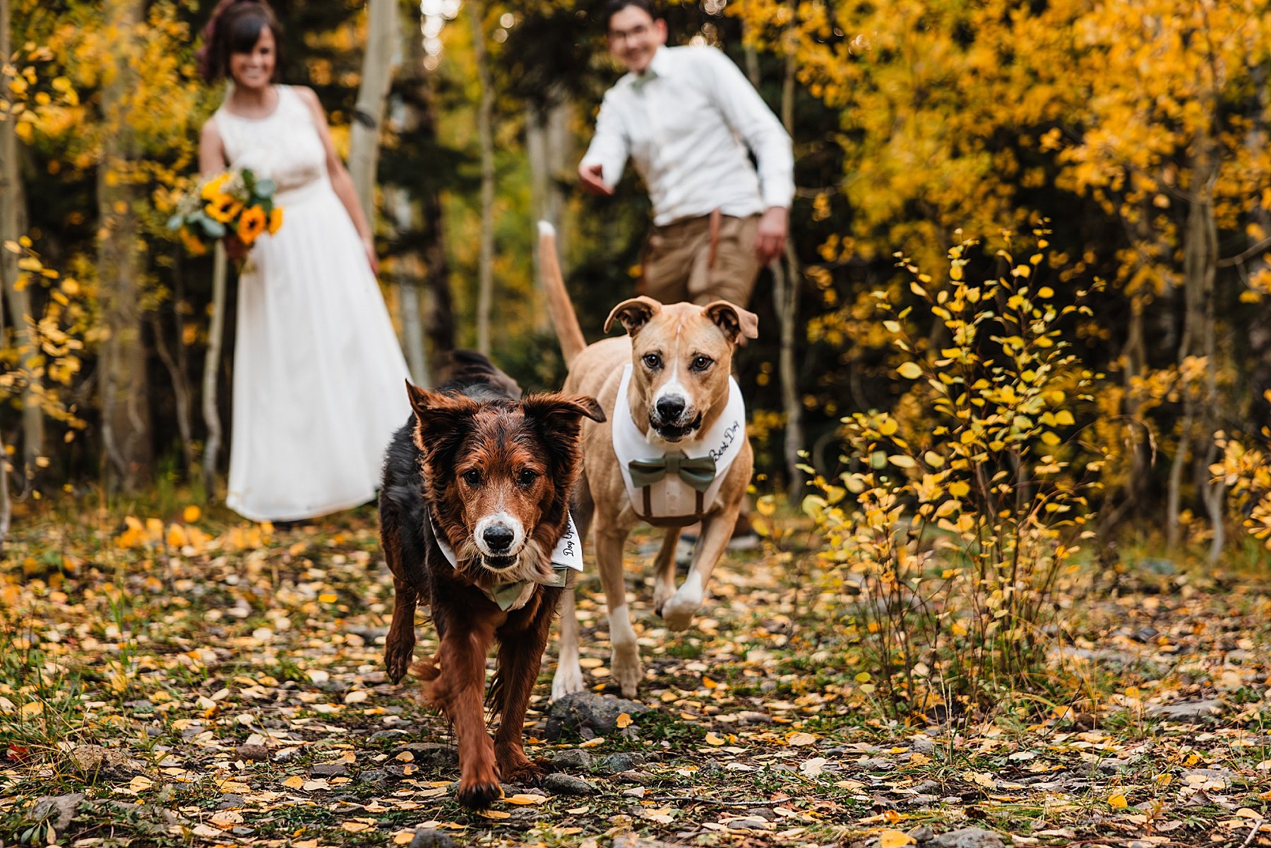 Fall-Ouray-Elopement-in-Colorado-with-Dogs_143.jpg