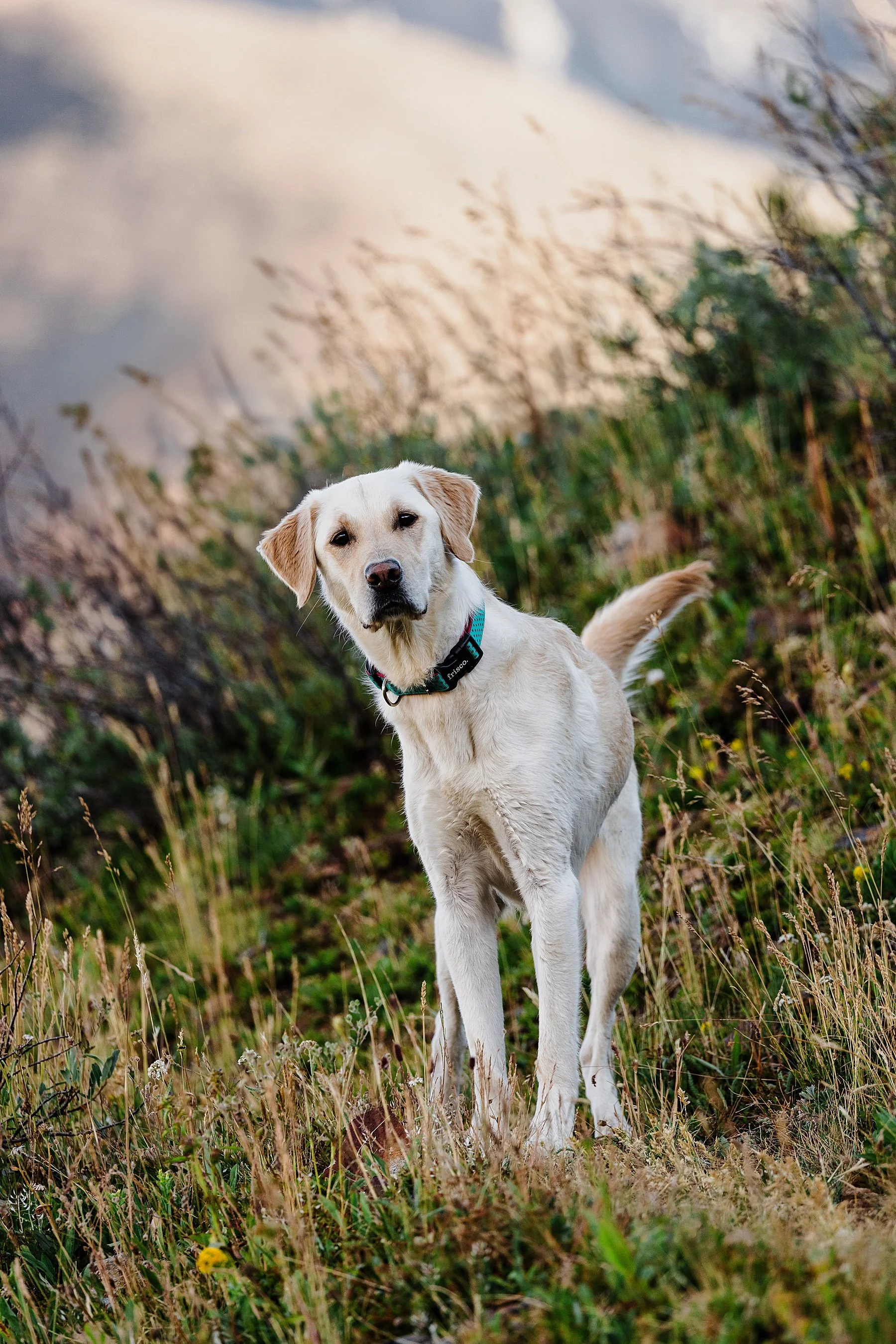 Colorado-Hiking-Engagement-Session-Photographer_0002.jpg