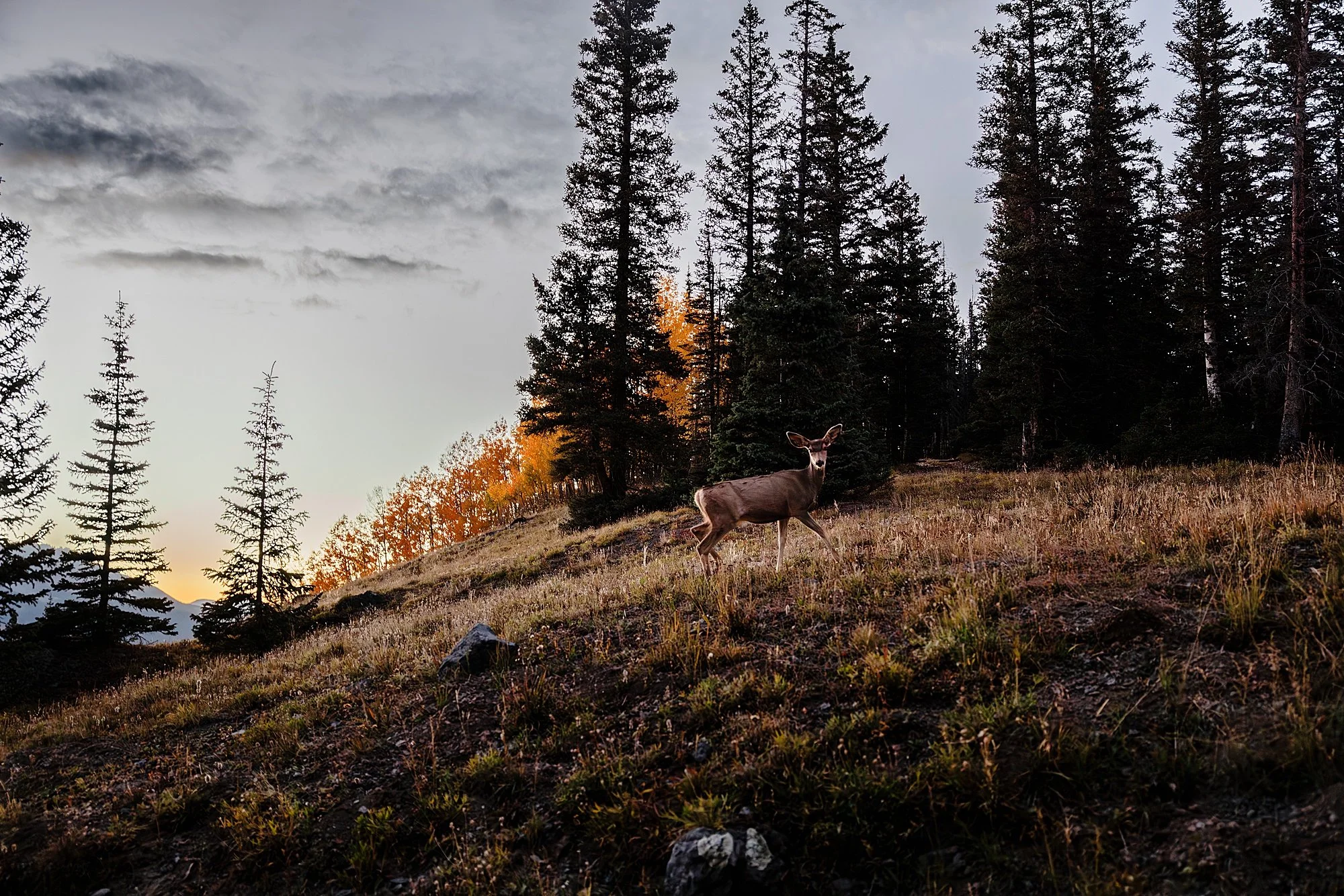 Sunset-Family-Elopement-in-Telluride-Colorado_0066.jpg