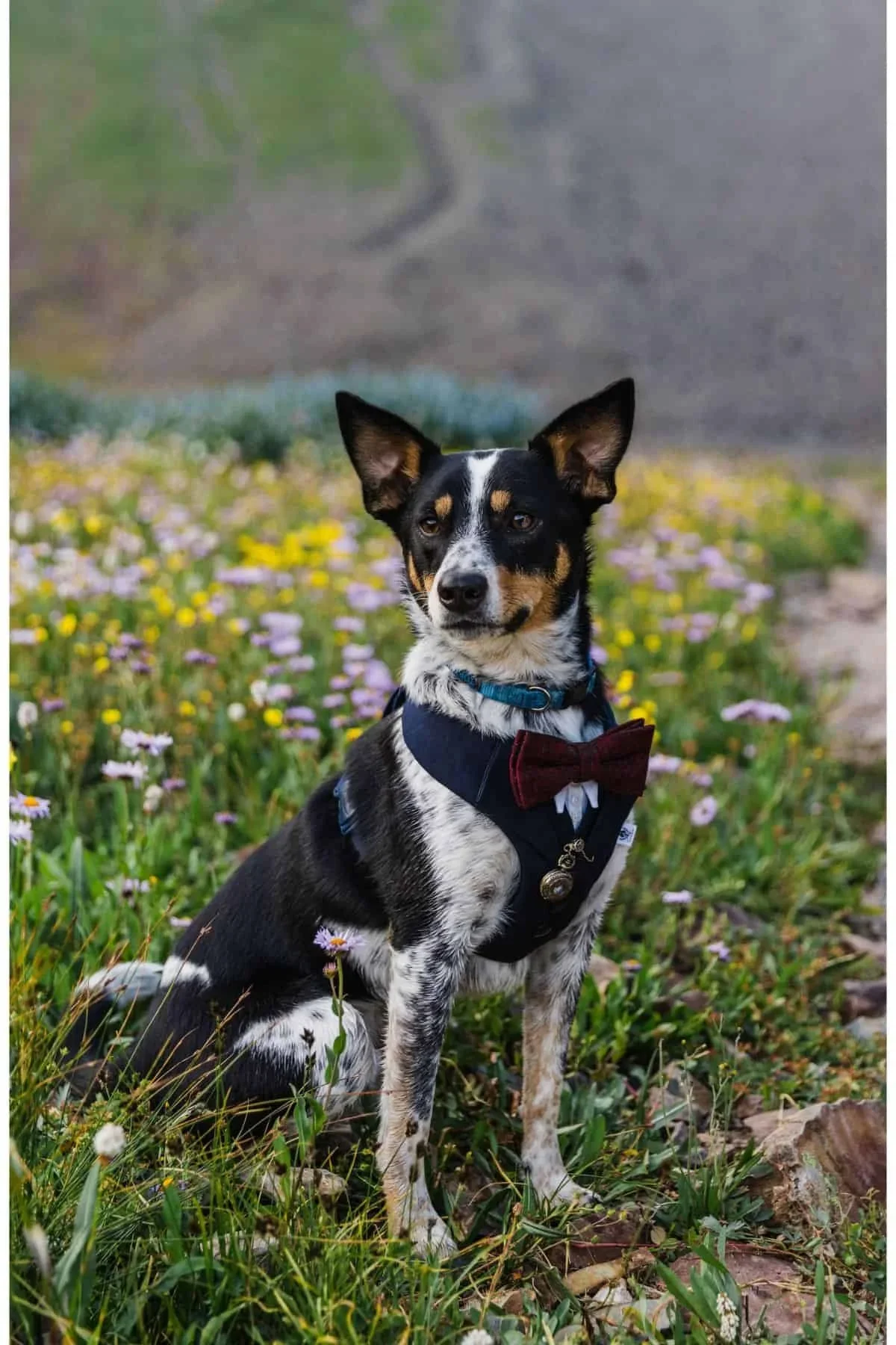 Dog-Friendly-Colorado-Elopement-Photographer-6.webp (Copy)