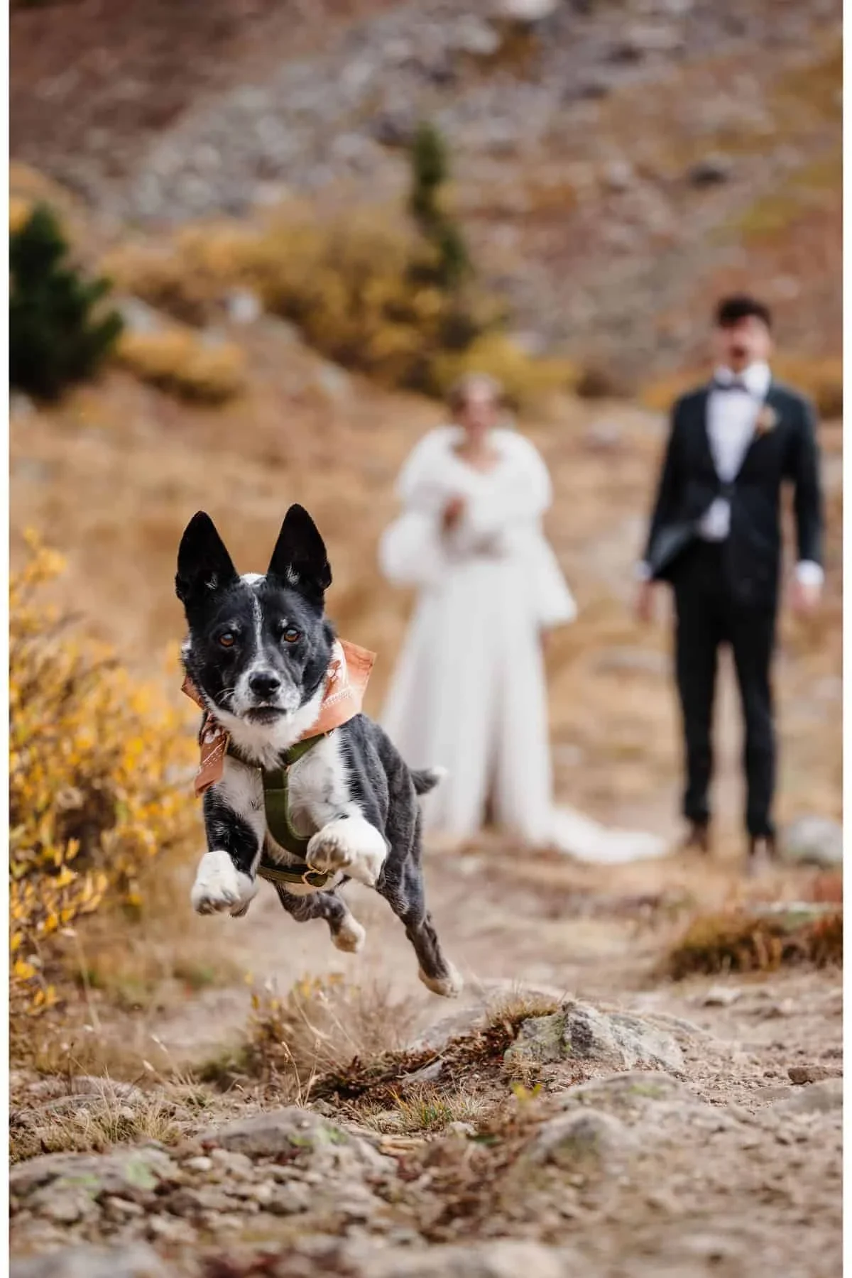Dog-Friendly-Colorado-Elopement-Photographer-5.webp (Copy)