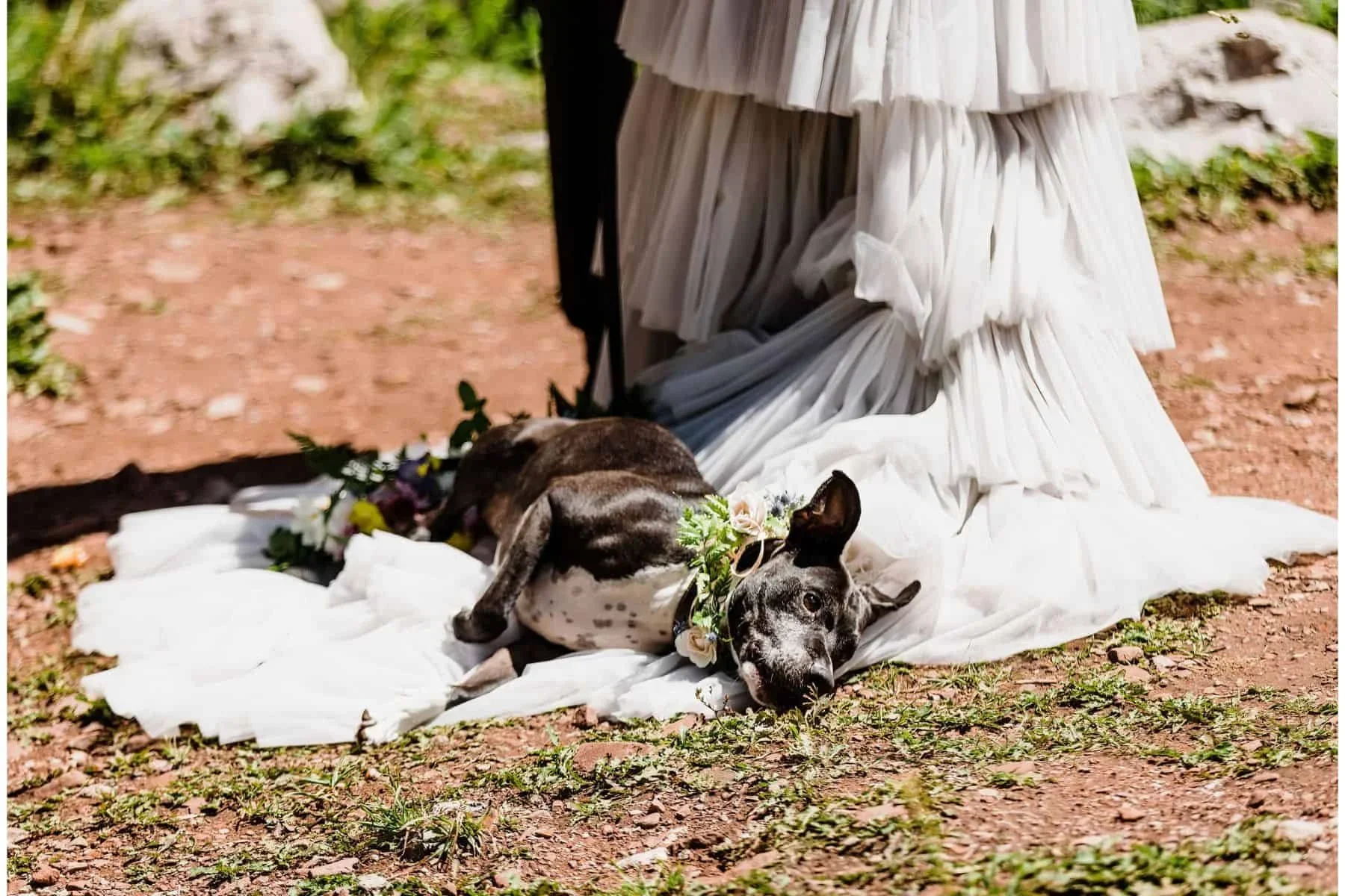 Dog-Friendly-Colorado-Elopement-Photographer-21.webp (Copy)