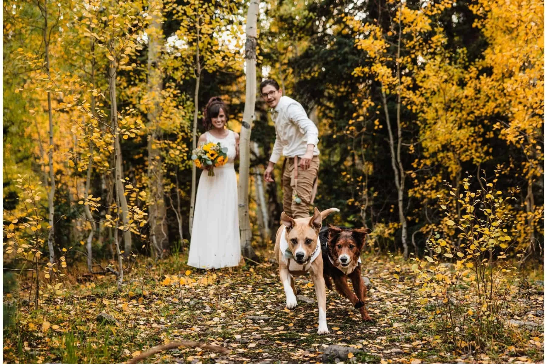 Dog-Friendly-Colorado-Elopement-Photographer-13.webp (Copy)