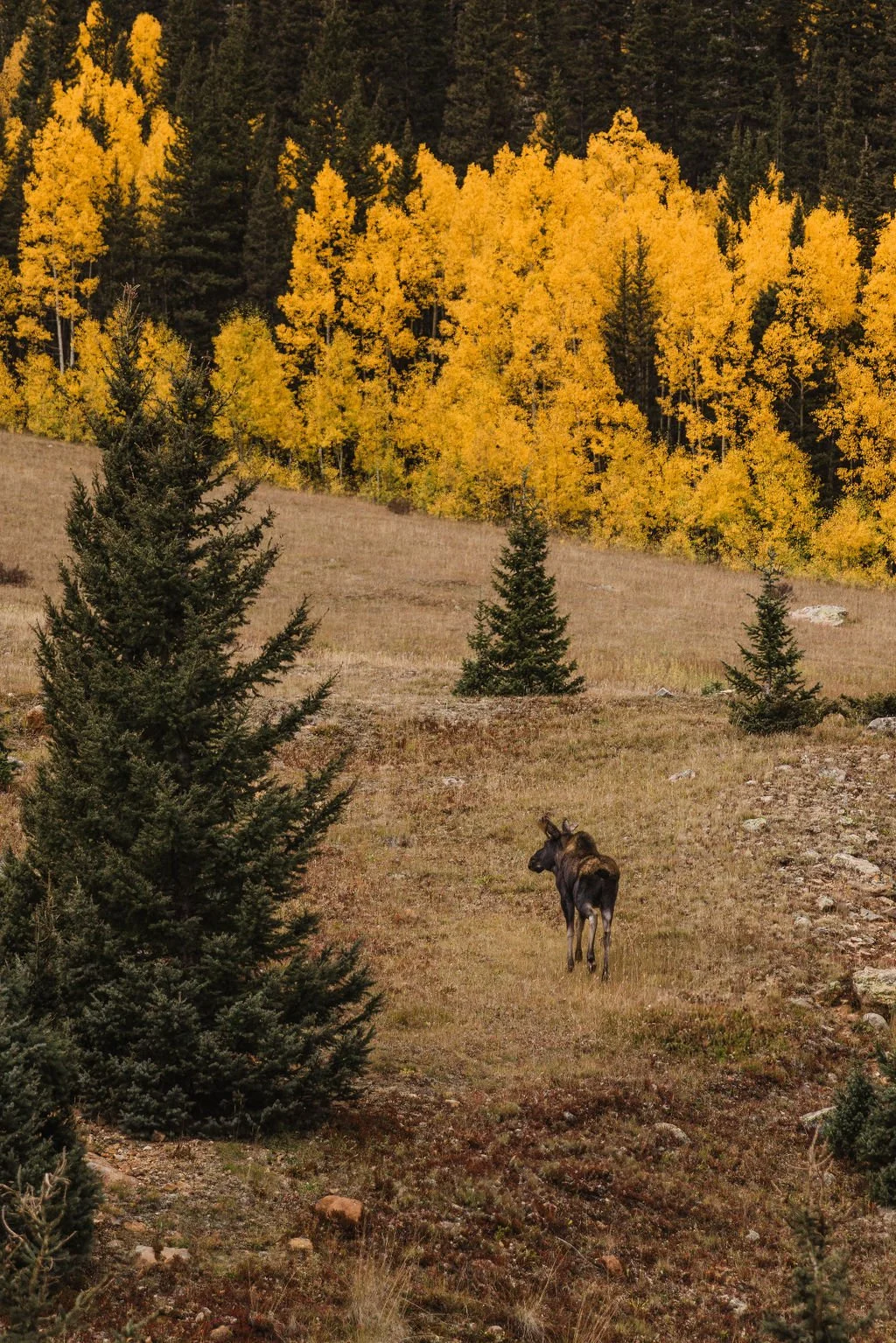 2-Day-Elopement-in-Ouray-and-Telluride-Colorado_0029.jpg