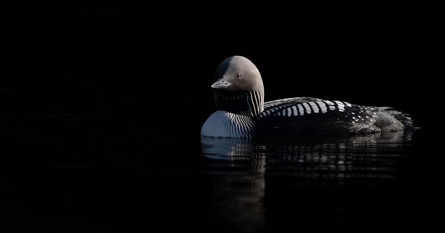 beautiful pacific loon found near #anchorage with @benjaminolsonphotography #pacificloon #loon #alaska #anchorage #naturephotography #birds