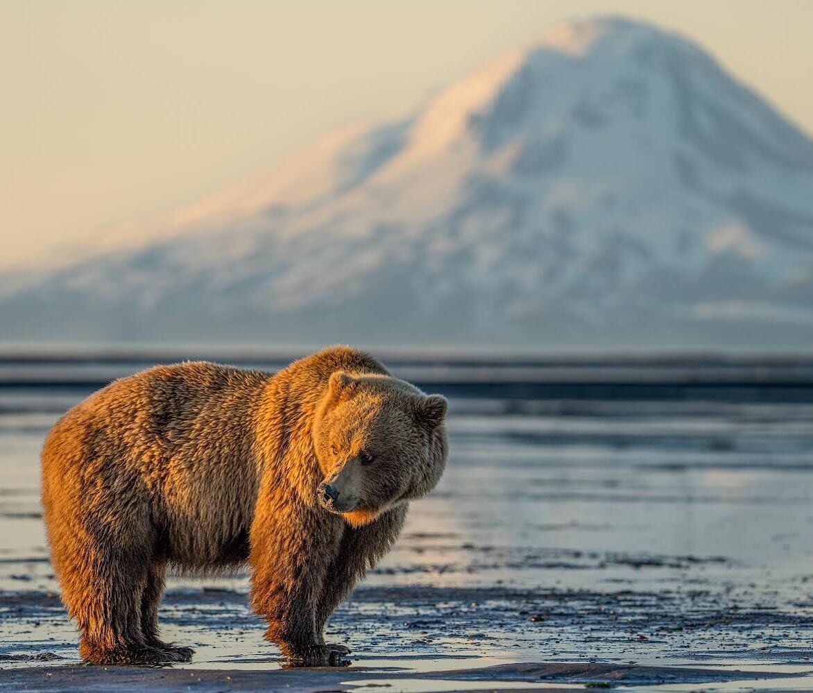 Back in civilization after a great trip to the beaches of #katmai #alaska seeing grizzlies feeding on clams and sedge grass while competing for a mate (or trying to get rid of courters they weren&rsquo;t happy with!)

Great fun and plenty of jokes wi