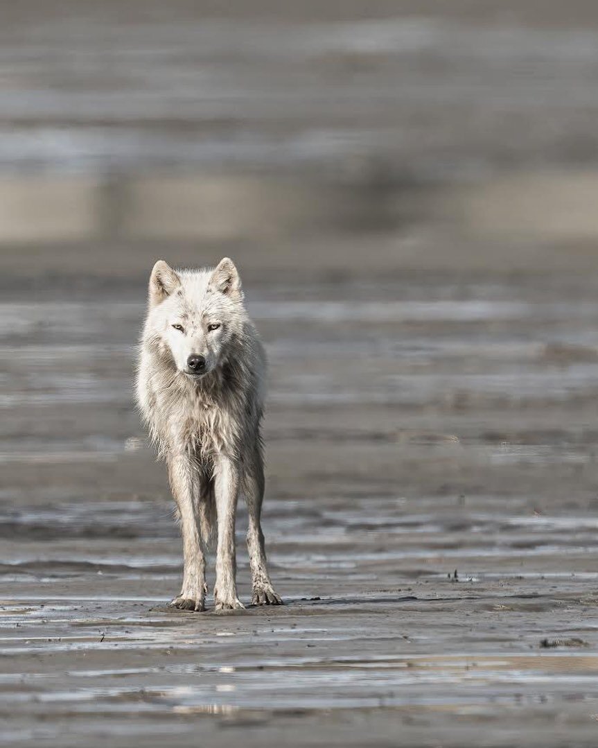 first wolf encounter of my life in Alaska a few weeks back! you always think &ldquo;oh I guess we could see wolves&rdquo; but never think it a real possibility. we were blown away seeing them interact with grizzlies, scale hillsides in what seemed li