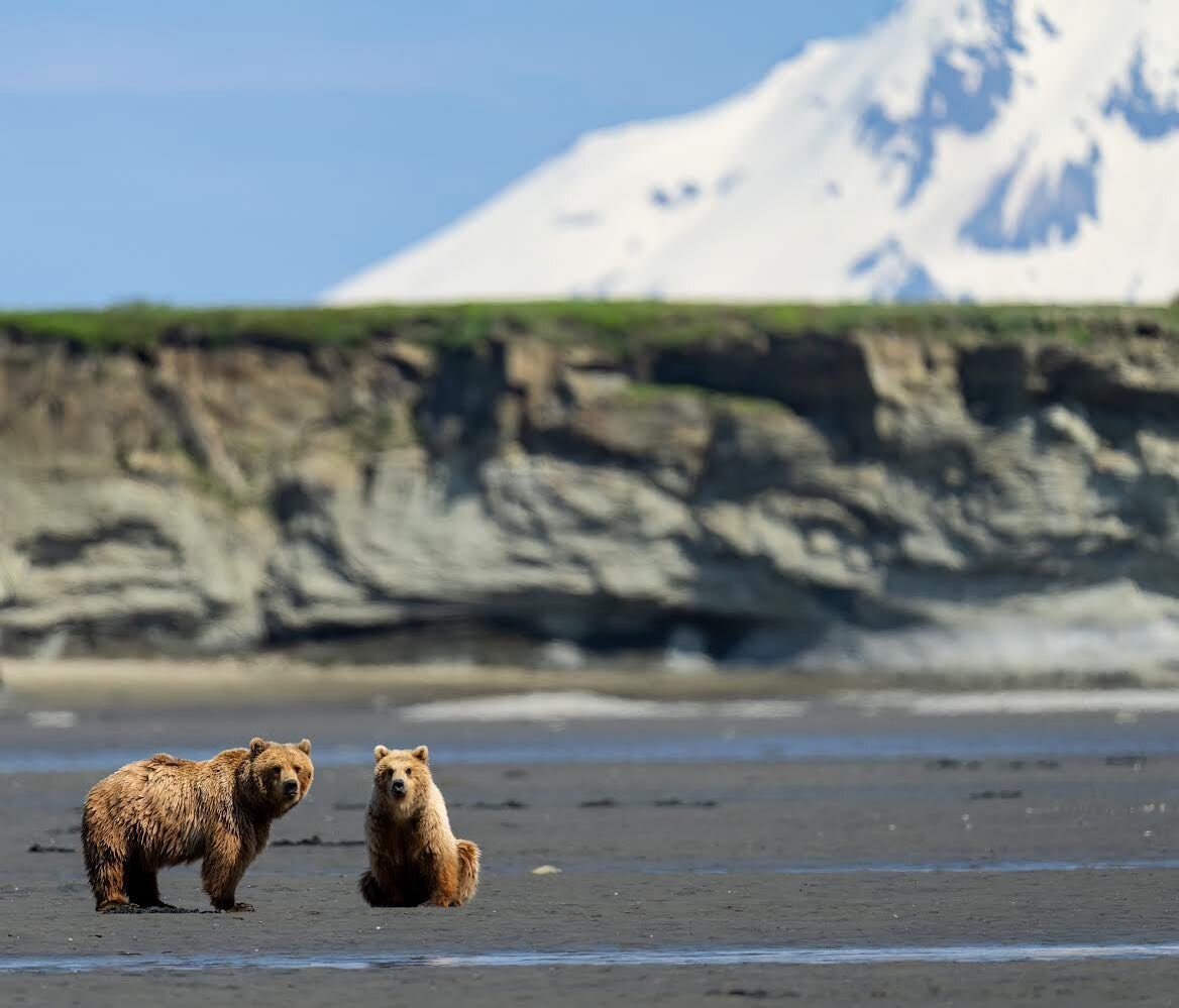 I have about 2 hours of shaky, slightly out of focus video of these 2 bears eating clam after clam on the beaches of Katmai. It was a wonderful backdrop to sit and observe this feeding during high light with @toddframephotography.