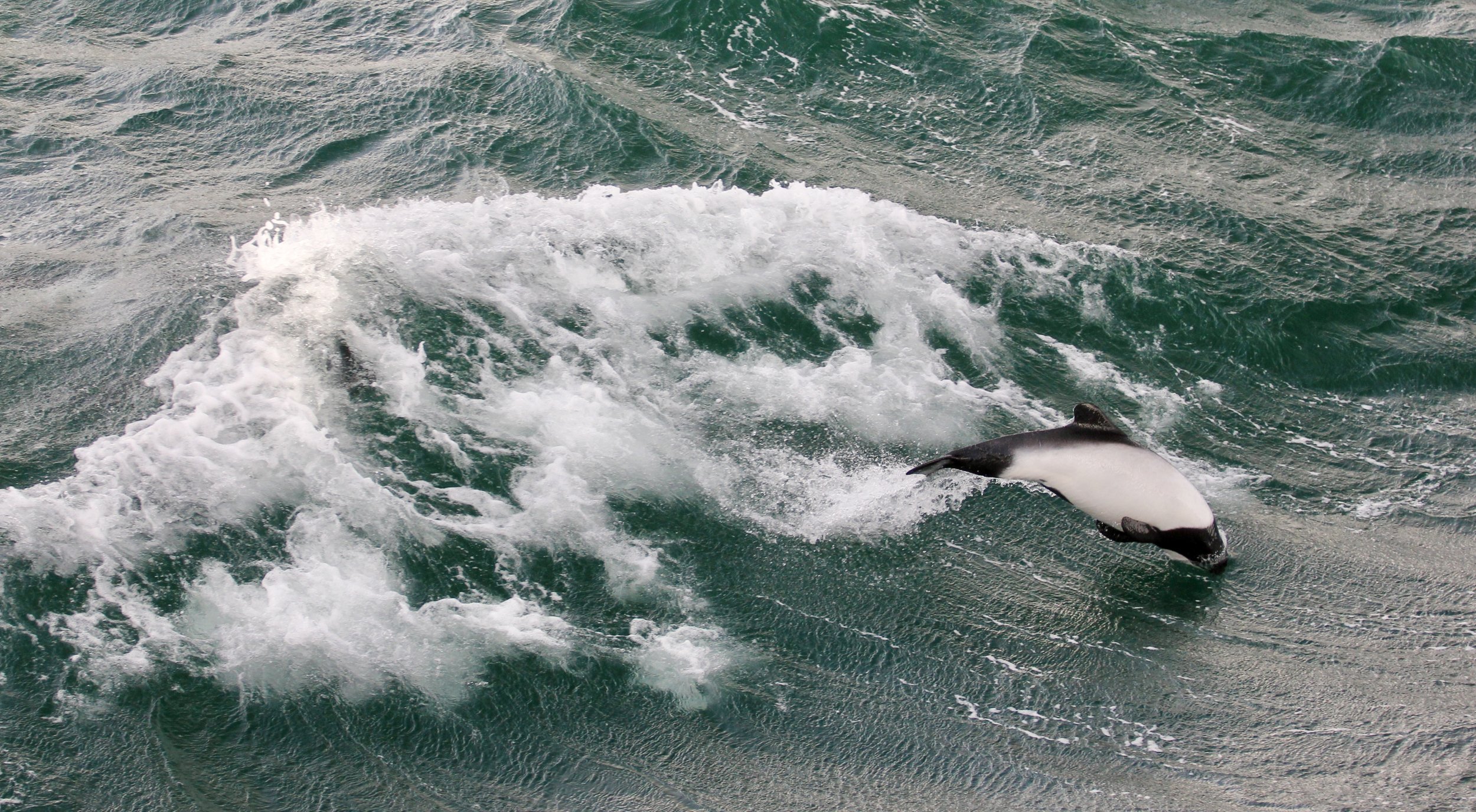 Isabel (405) - Surfs Up (Mammals).jpg