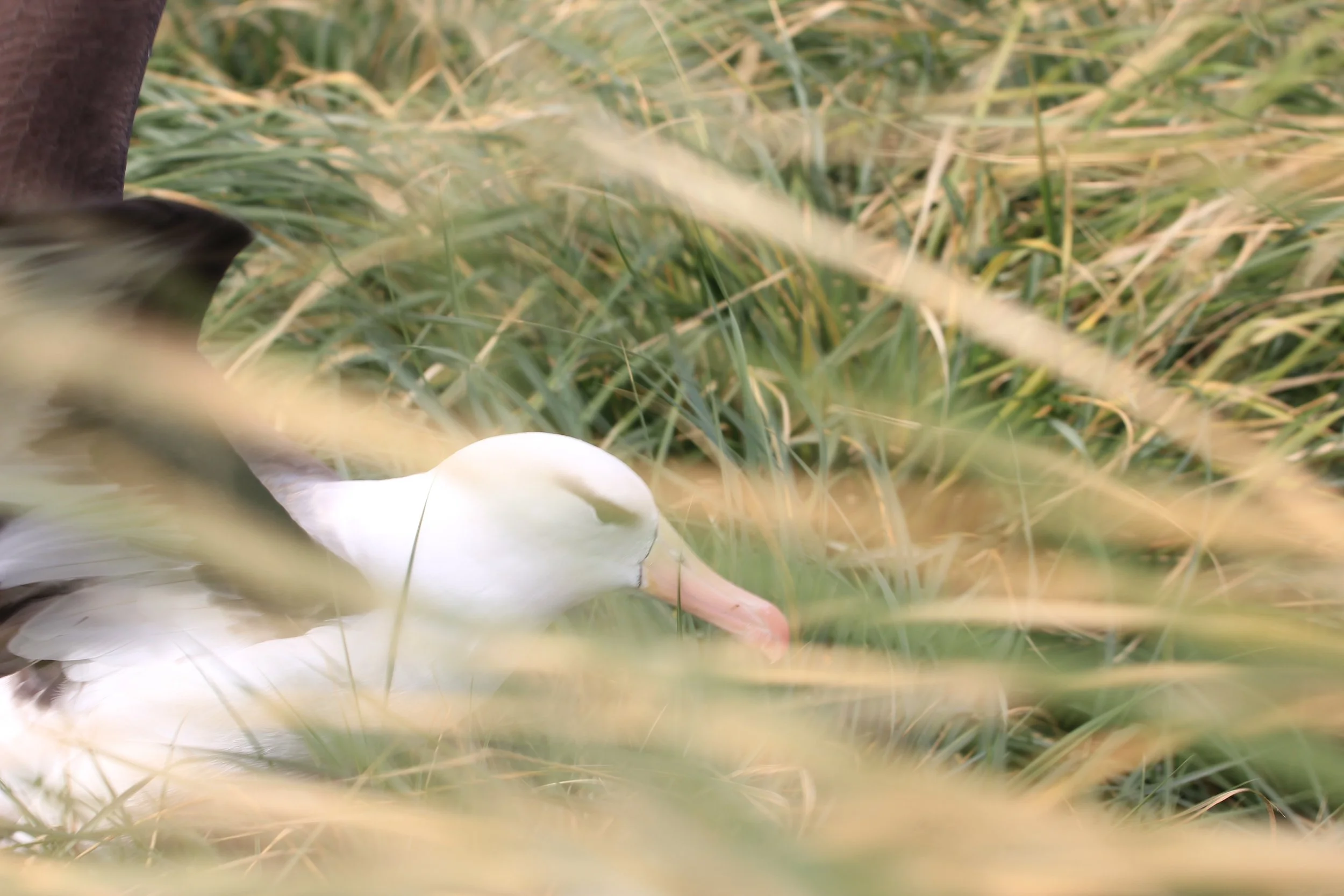 Isabel (405) - Too Fast, Too Furious (Abstract).JPG