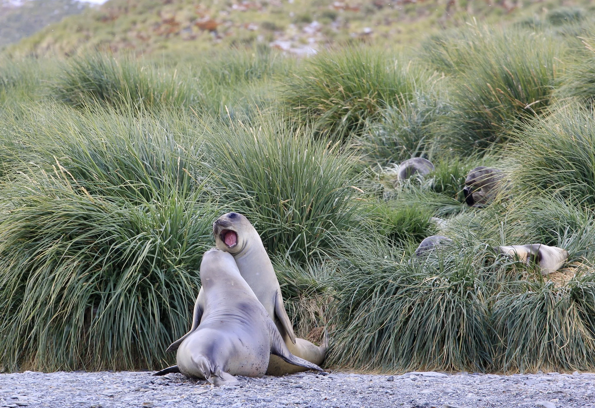 Isabel (405) - Acting Tough (Mammals).jpg