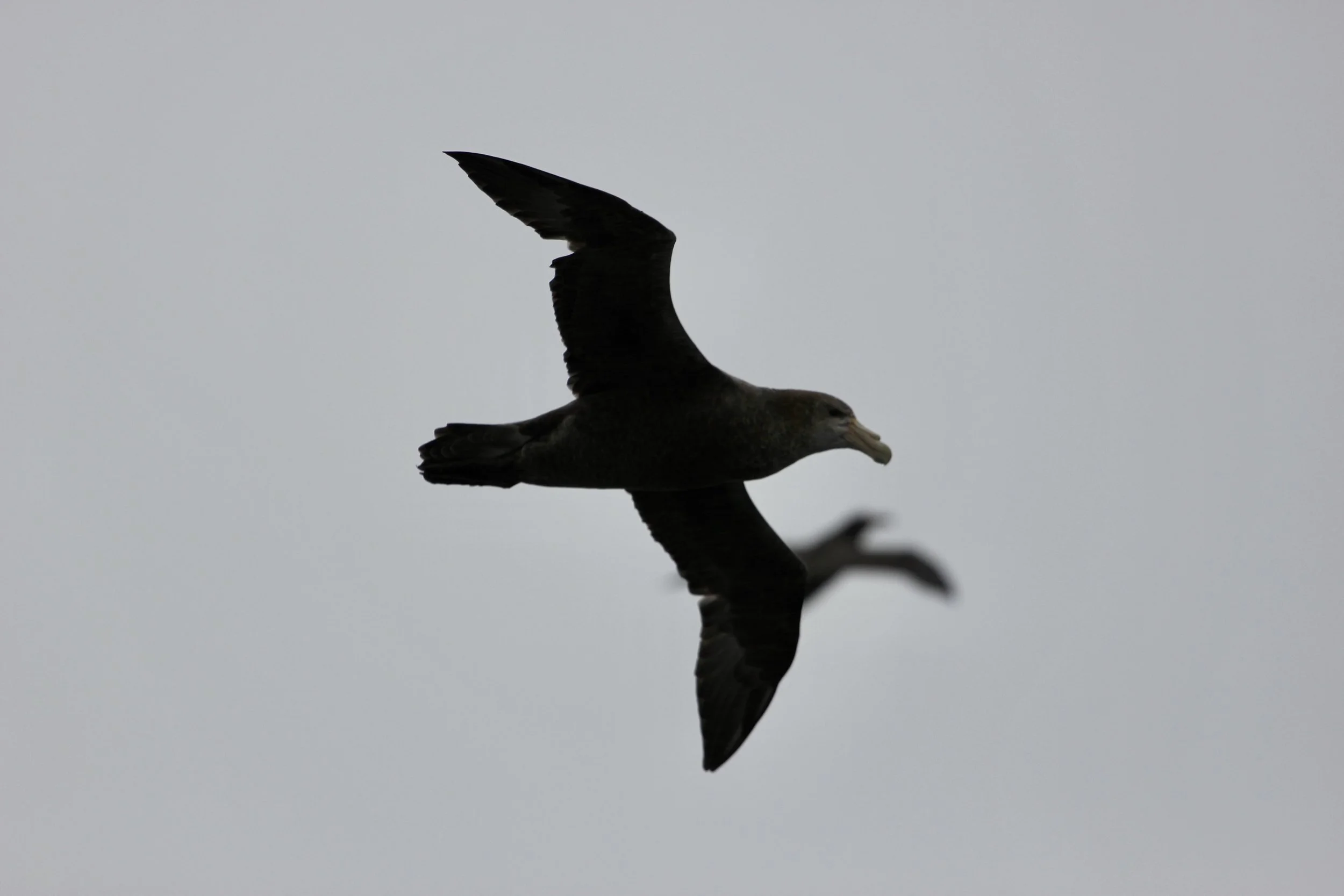 Isabel - Birds (seeing Double).jpg